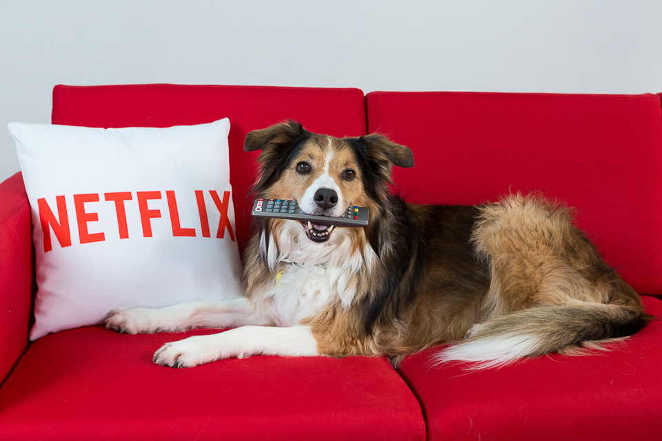 Netflix / Netflix & Woof - Find your perfect binge watching partner with Dogs Trust