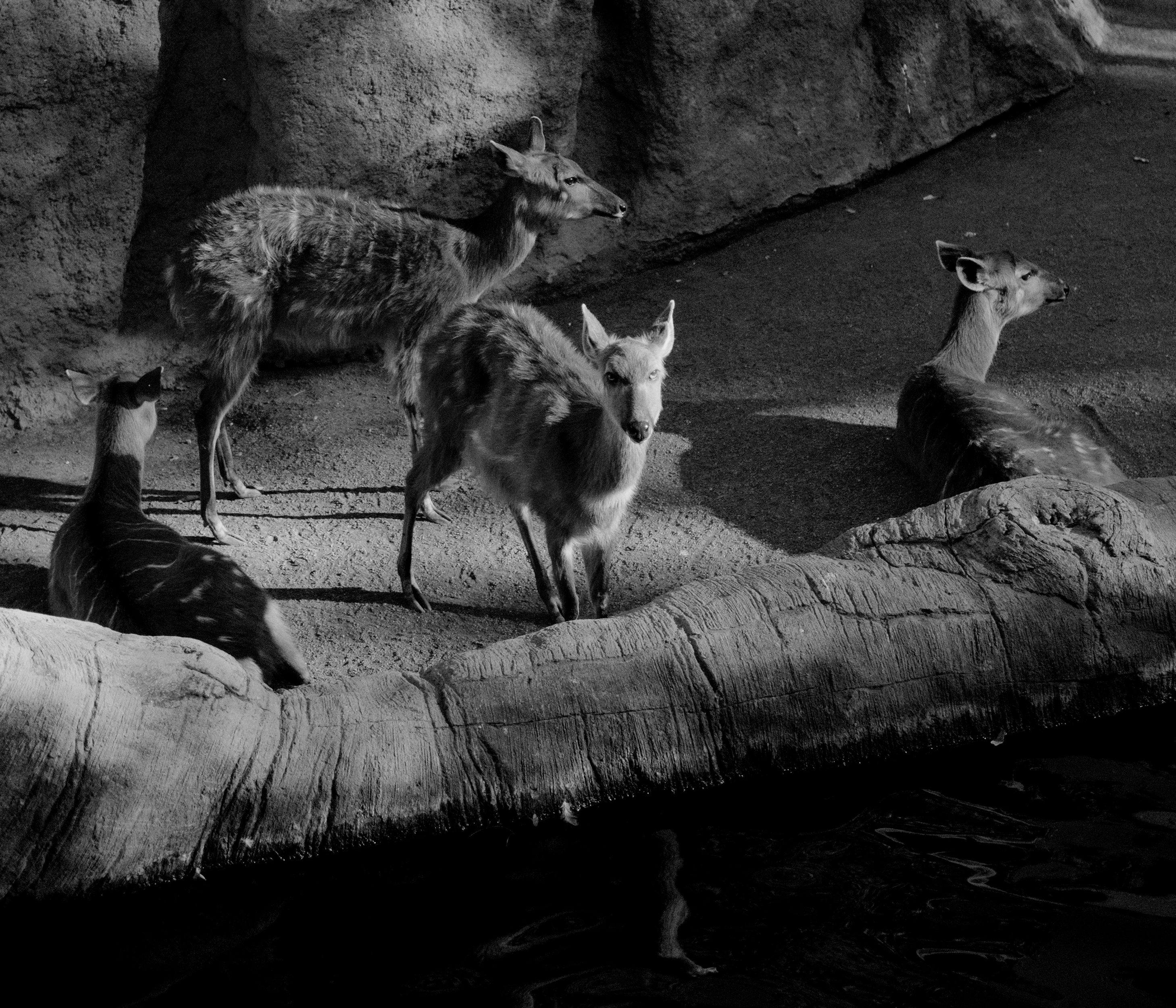 The Deer