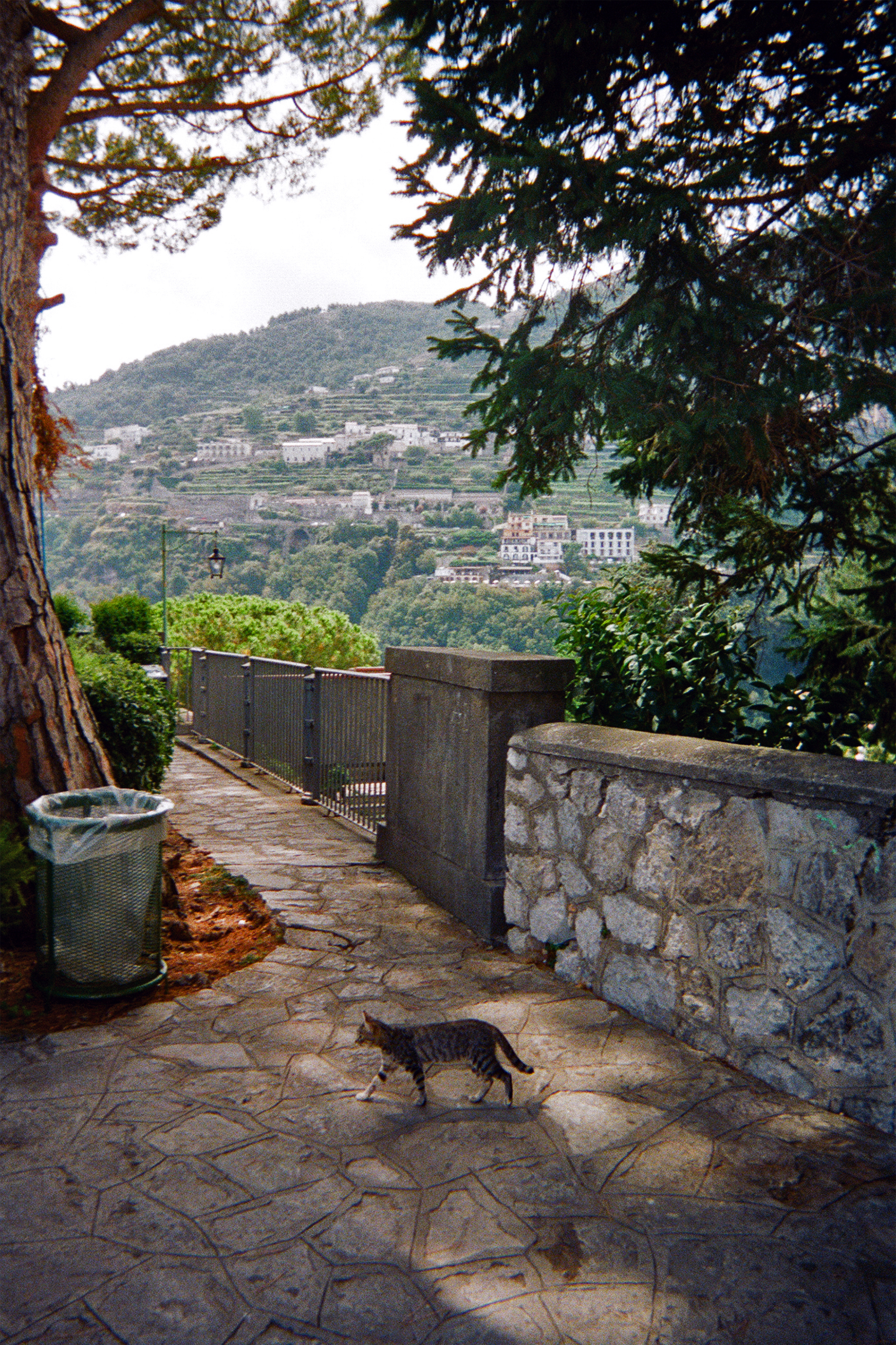 Cat, Amalfi Coast, 2018