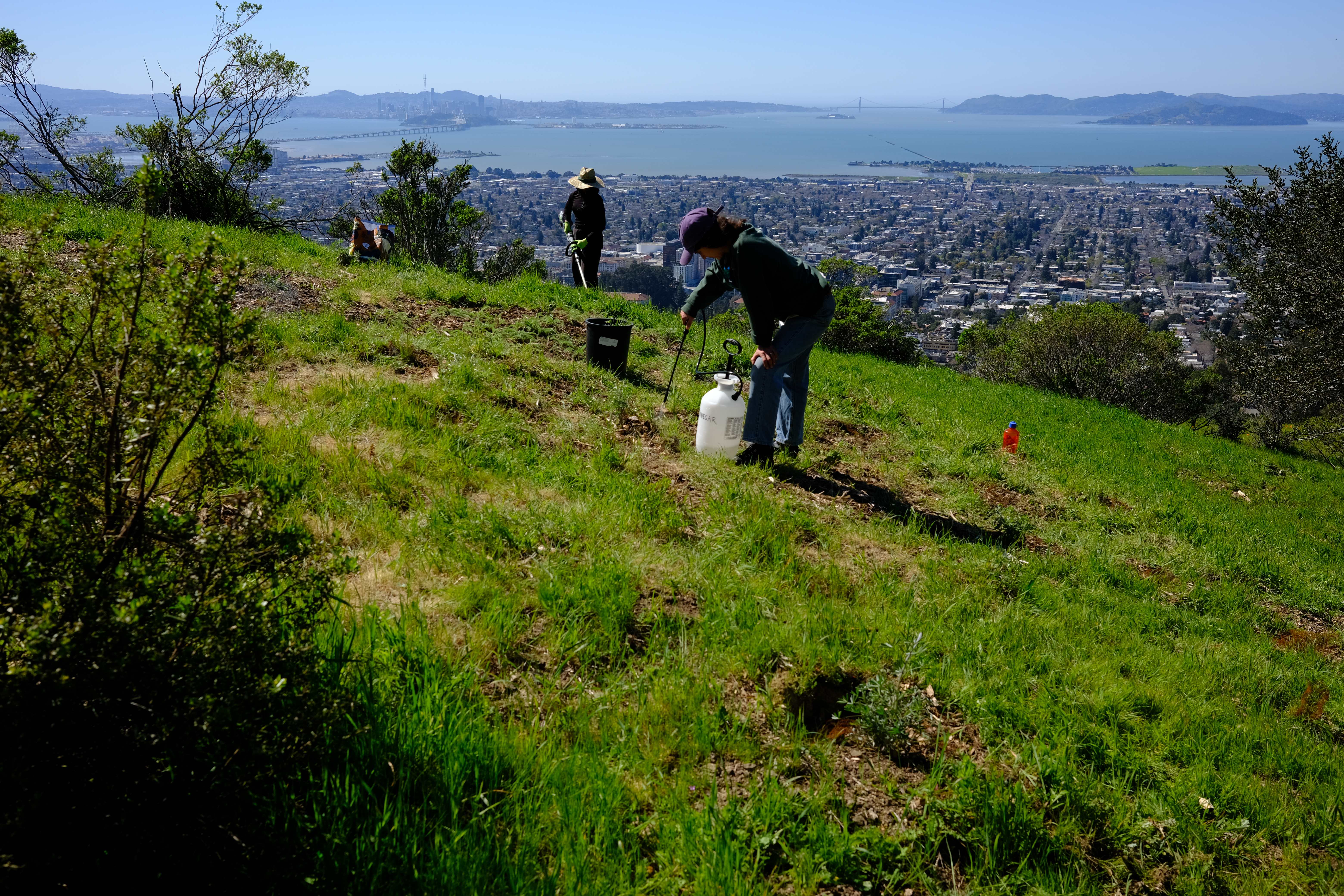 March 7th vinegar spray (patchy from previous application)