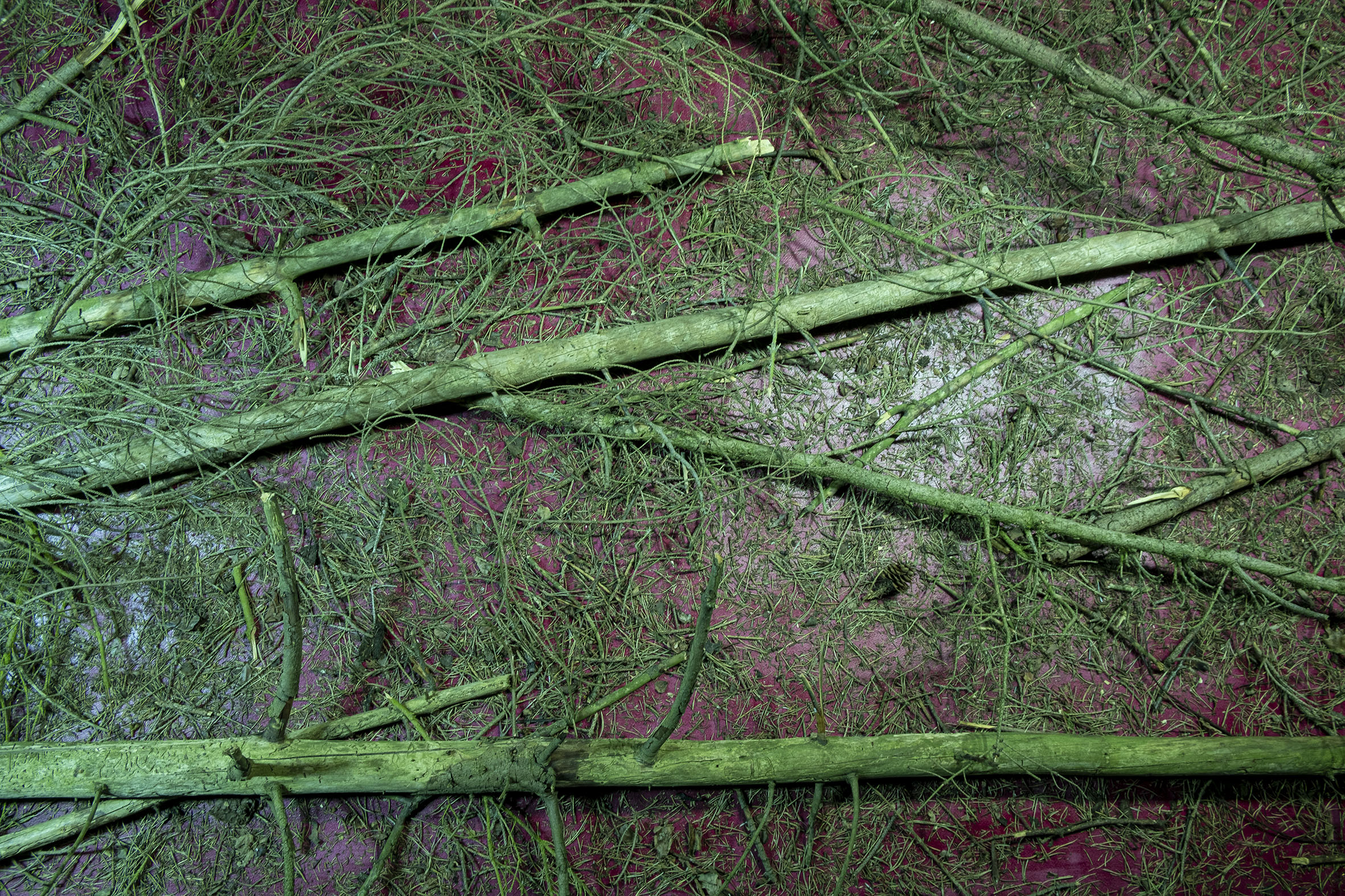 Procesbeeld: 'Hunger of the Pine 1'