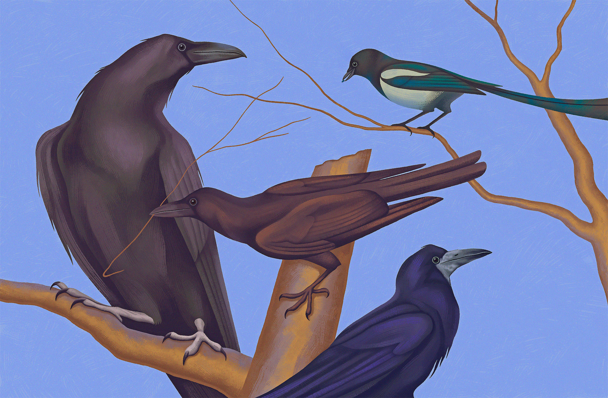 Crows are astonishingly intelligent, and in many ways match great apes with their displays of physical intelligence and problem-solving ability. Shown on the spread (clockwise) are: common raven (Corvus corax), Eurasian magpie (Pica pica), rook (Corvus frugilegus) and New Caledonian crow (Corvus moneduloides).