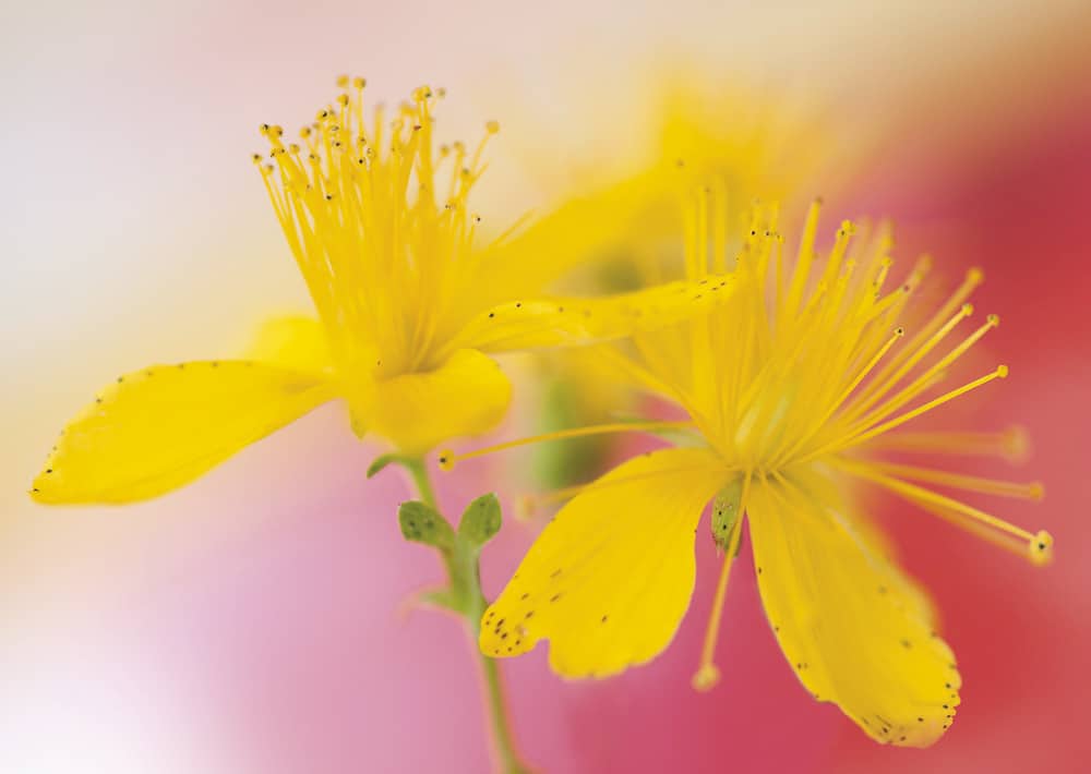 nicht lieferbar,  Johanniskraut