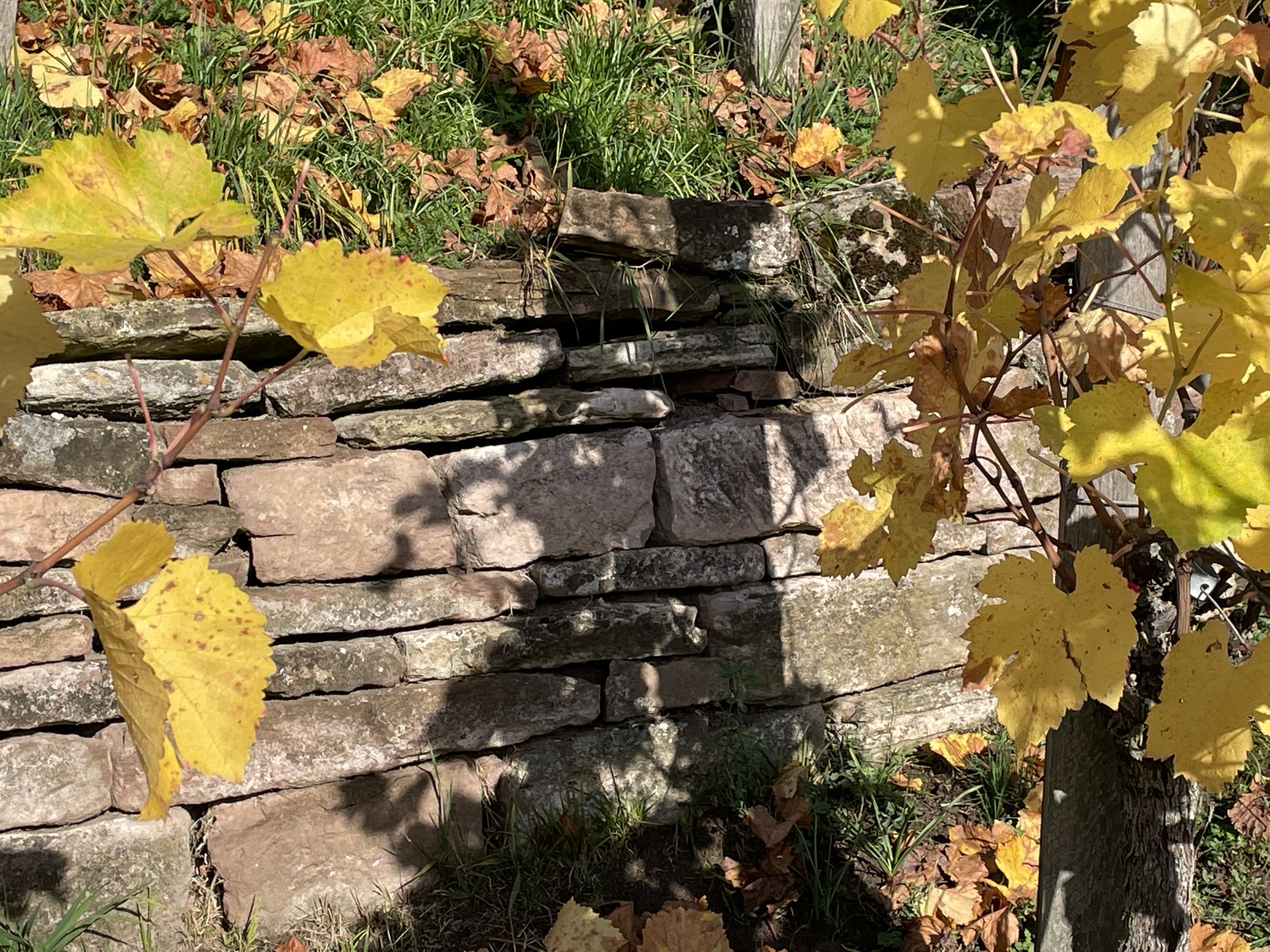 Trockenmauer im Unruhestand Weinberg