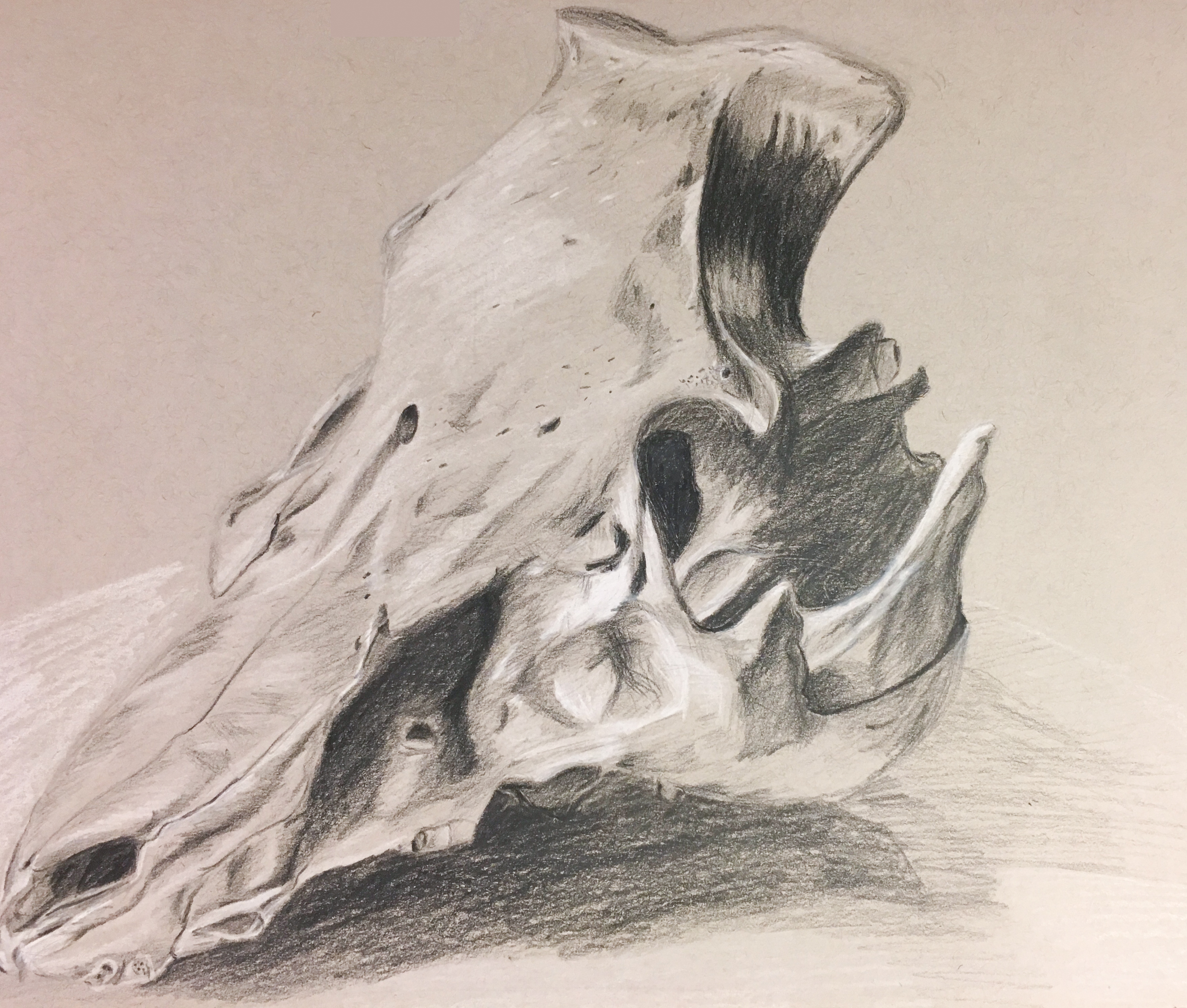Animal Skull | 2017