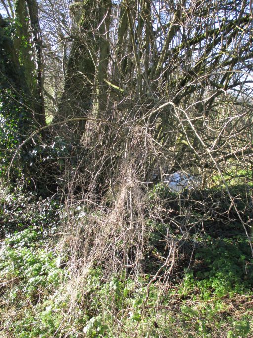 Rosemary: 'nature's chaotic winter growth; as orderly human [Rosemary] and dog [Ritz] pace out their path' (Photo: Rosemary)