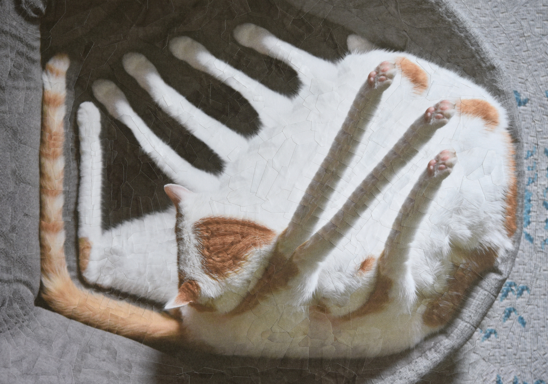 Charlie XXIII, nine legs, 2019, 11.6 x 8.2 inches