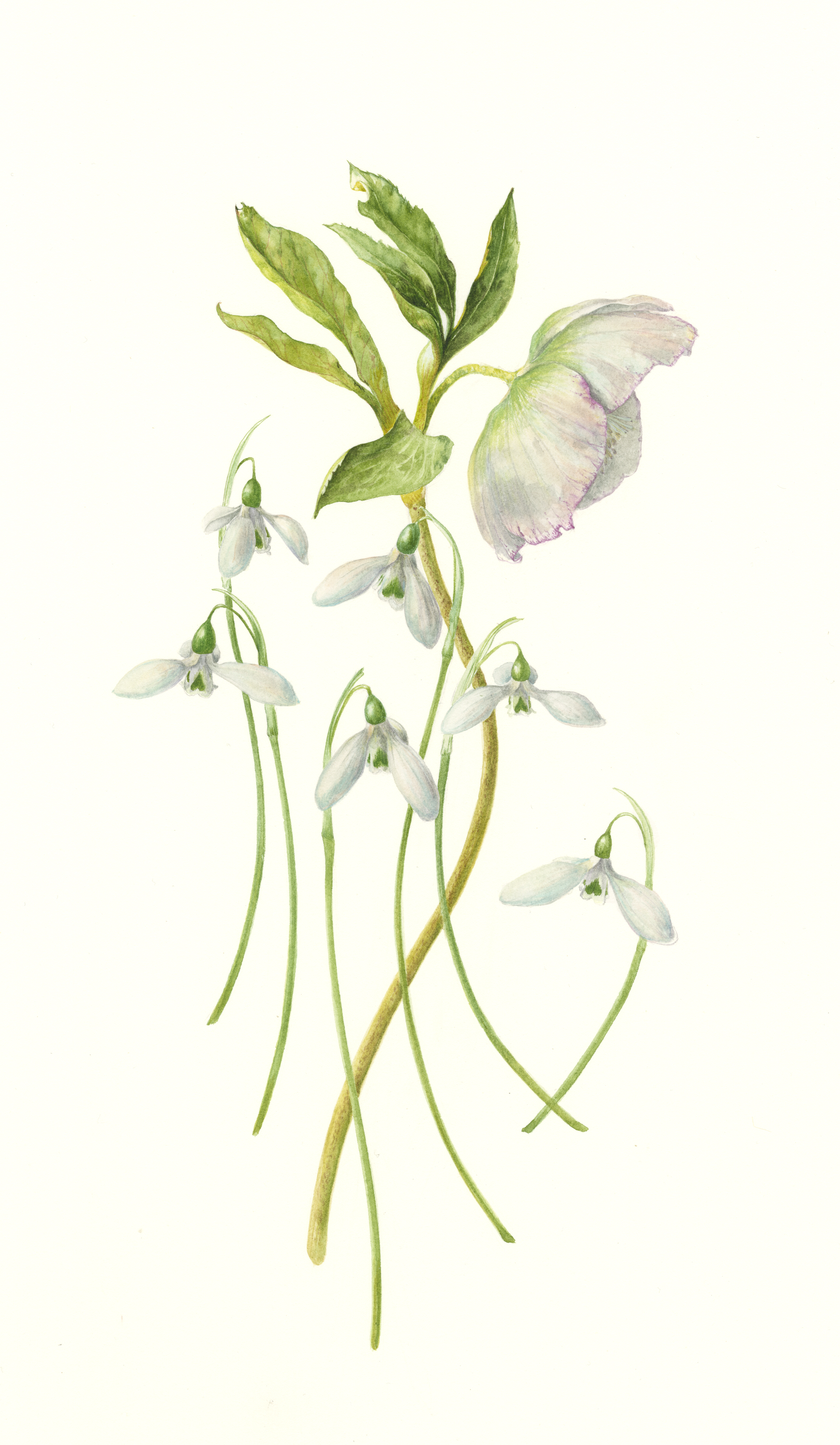 Snowdrops + Christmas Rose