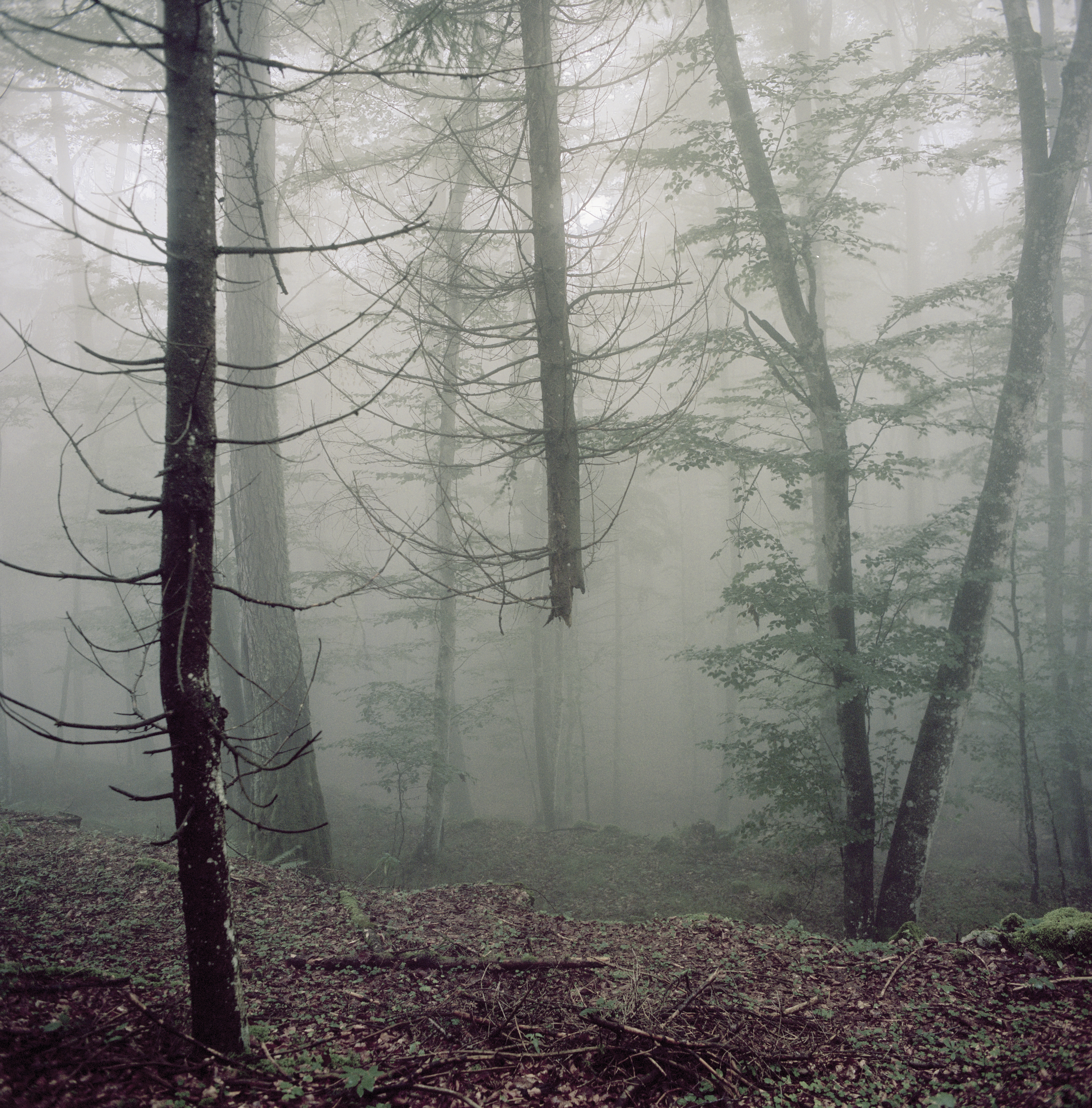 Serrada (Italy) 2018