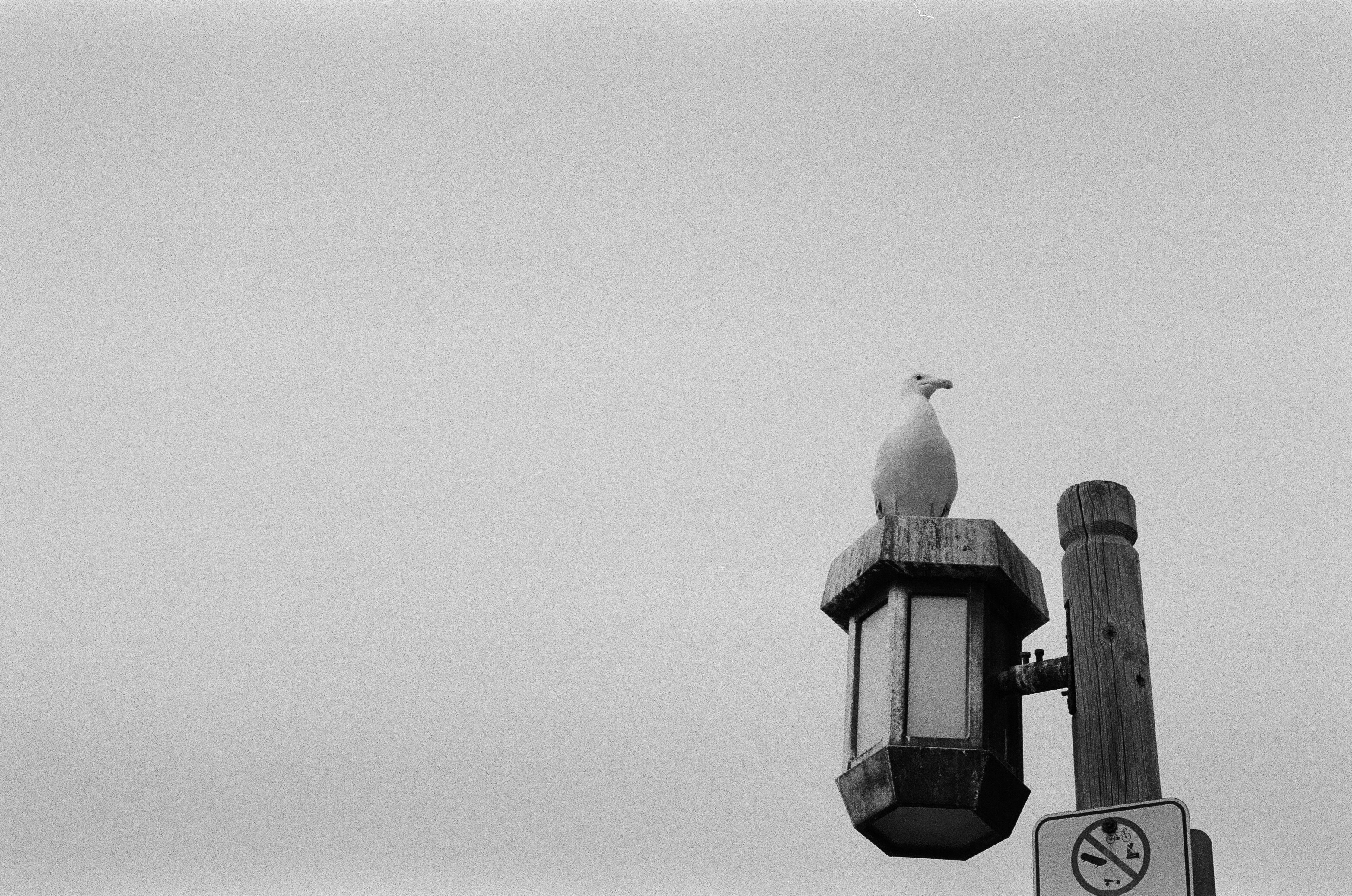 Laguna Beach, California, 2020, Canon ae-1 35mm