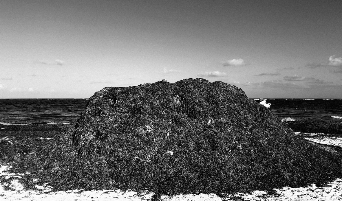 Sargazo 2023. Digital Photography