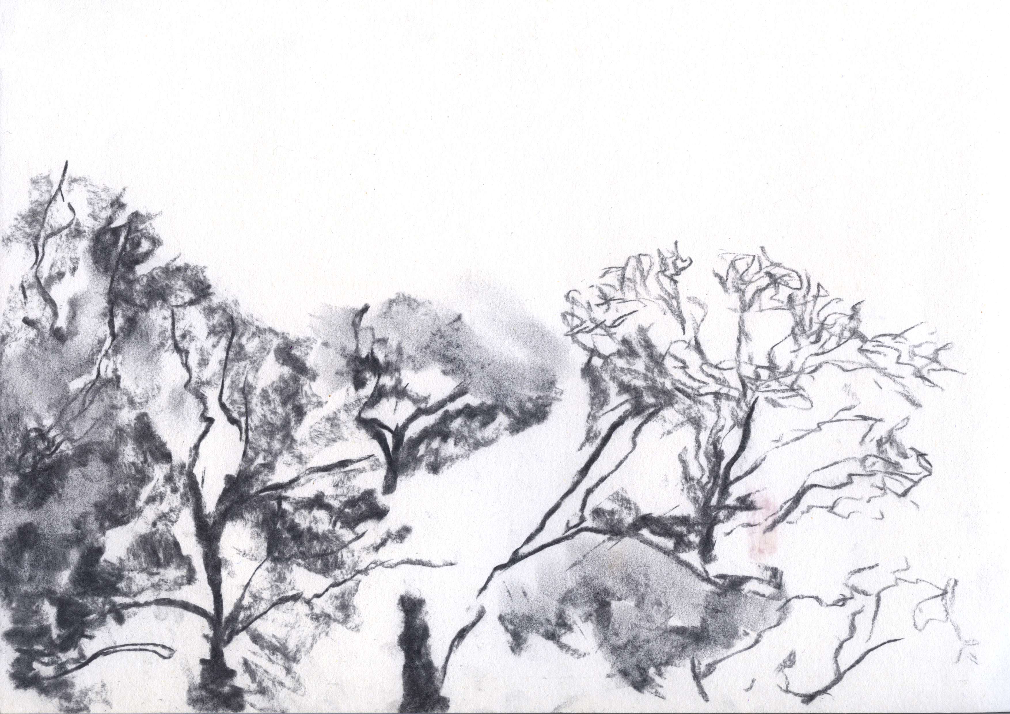 Charcoal on paper, 298 x 420 mm, 2020