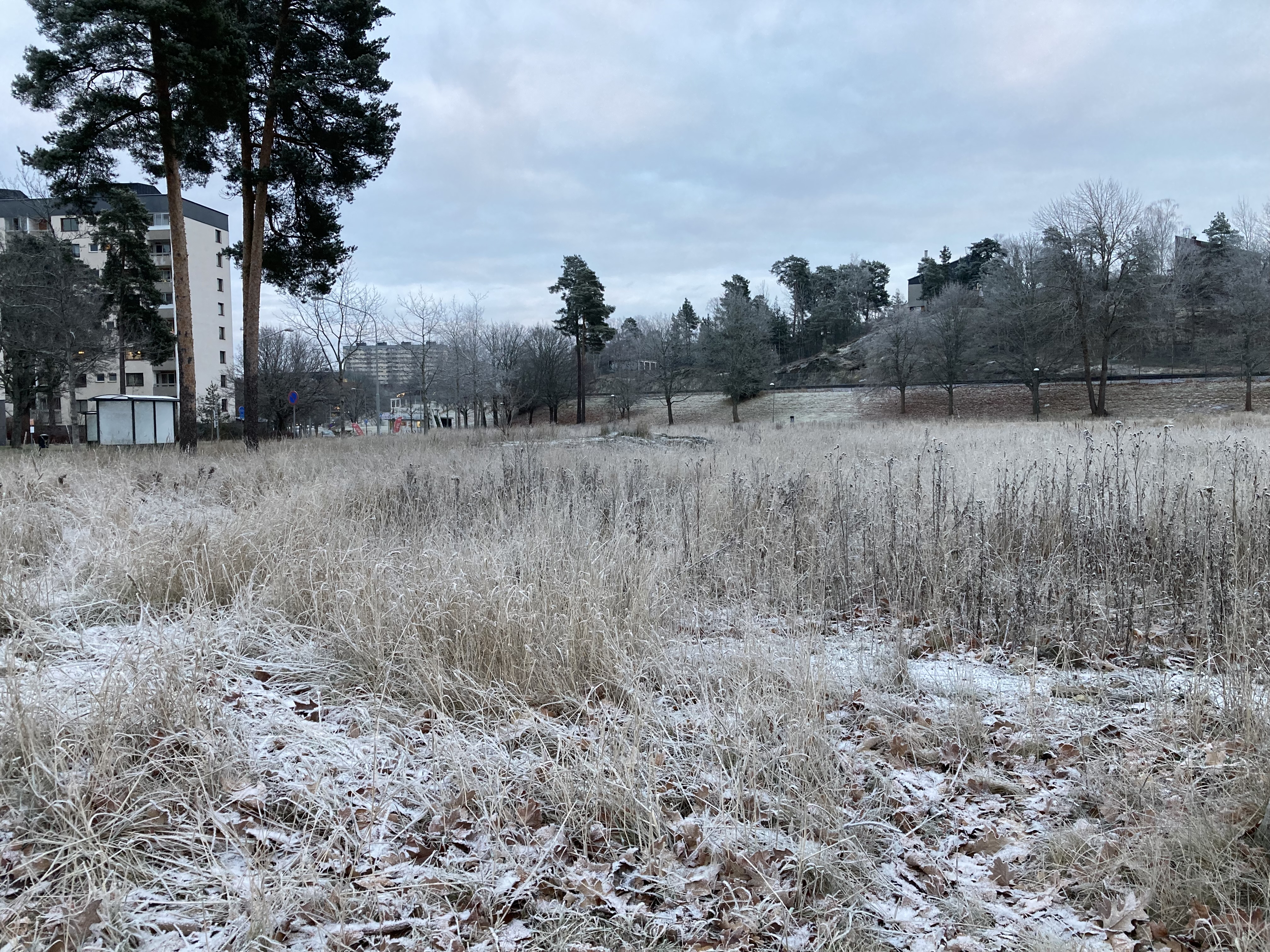 Äng vid Ålgrytevägen som ska ge plats för en stor förskola för att husera 144 barn. Foto: Stella d'Ailly