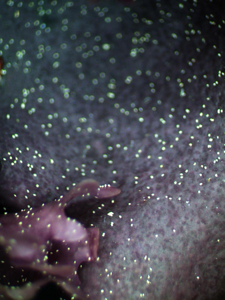 Aster Reem David, images from an ongoing series &rsquo;TheMicroLab&rsquo;. Image courtesy of the artist.