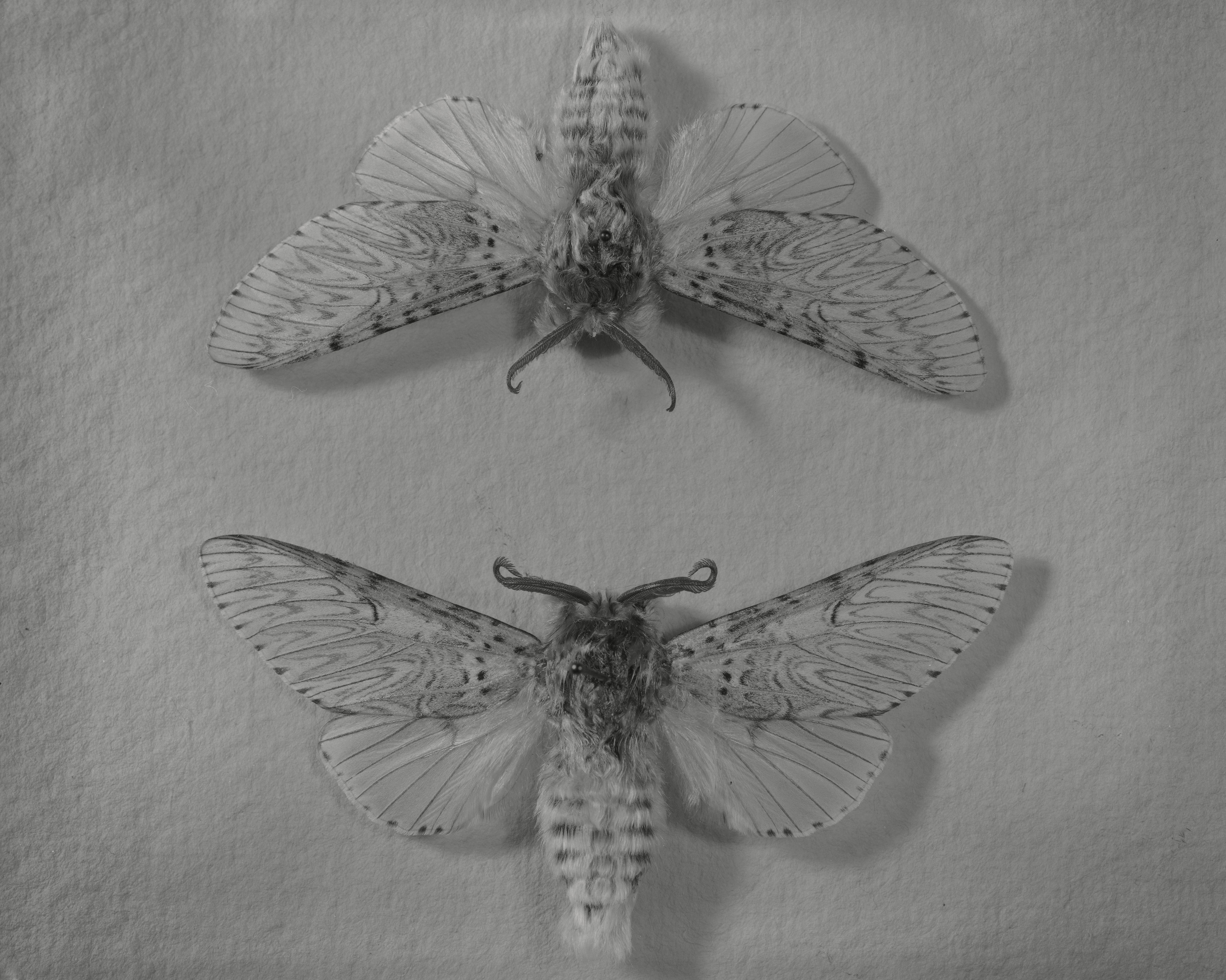 Two Puss Moths - Cerura vinula