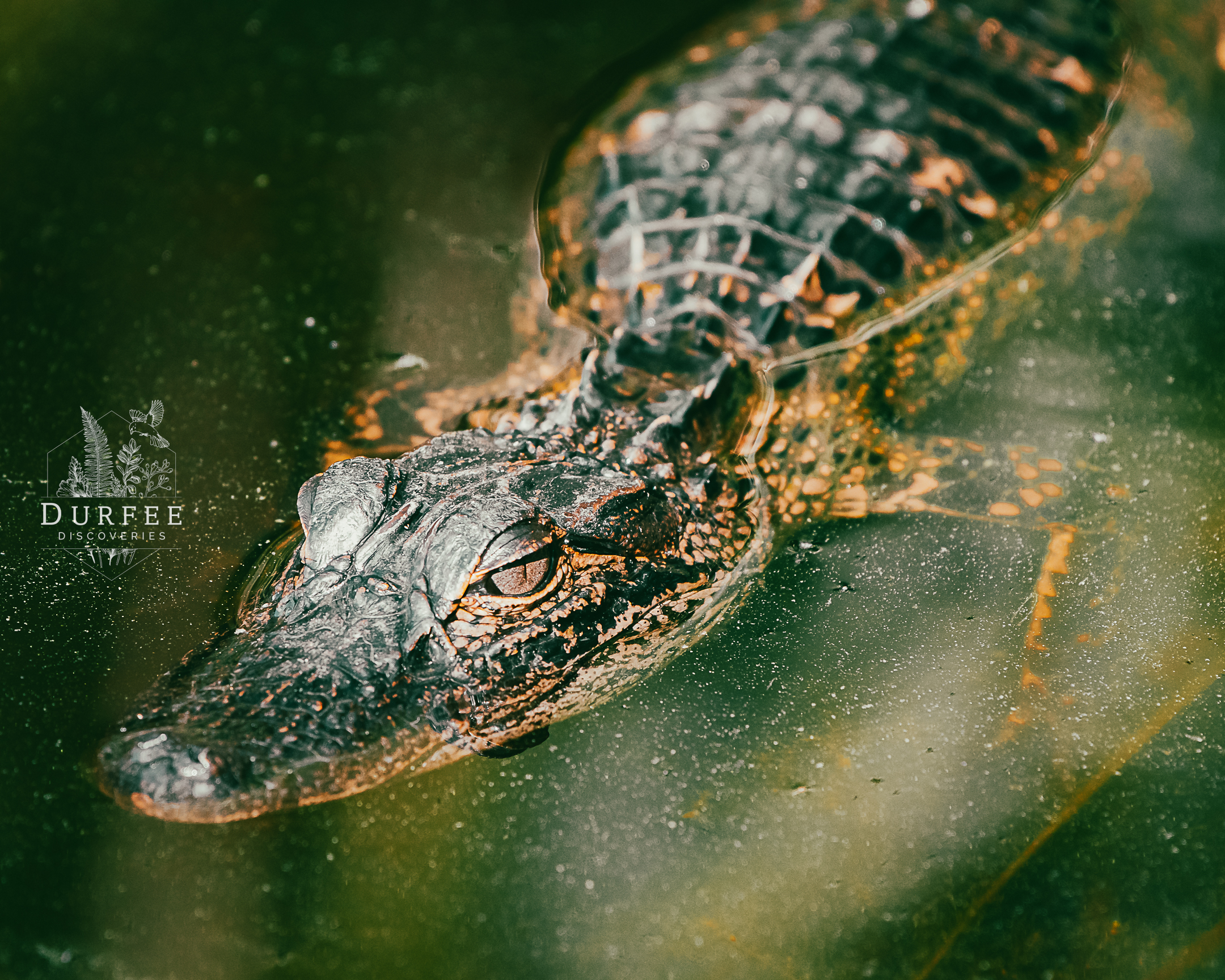 Juvenile Alligator - Palm Harbor, FL