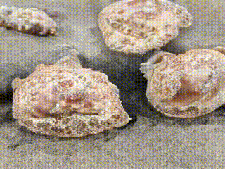 AI animation exploring patterns in oyster shell texture