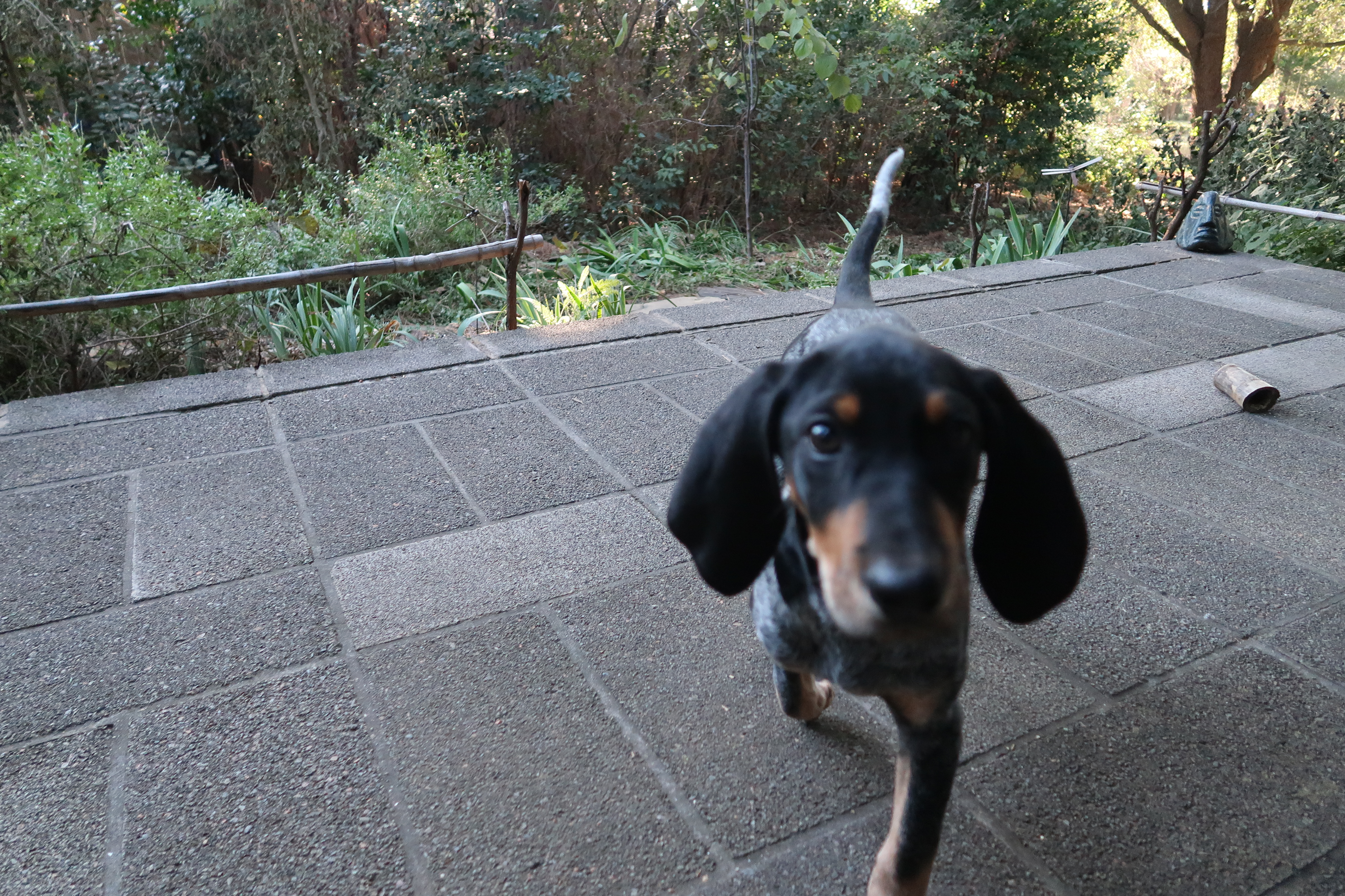 Who me? Yes, Clementine