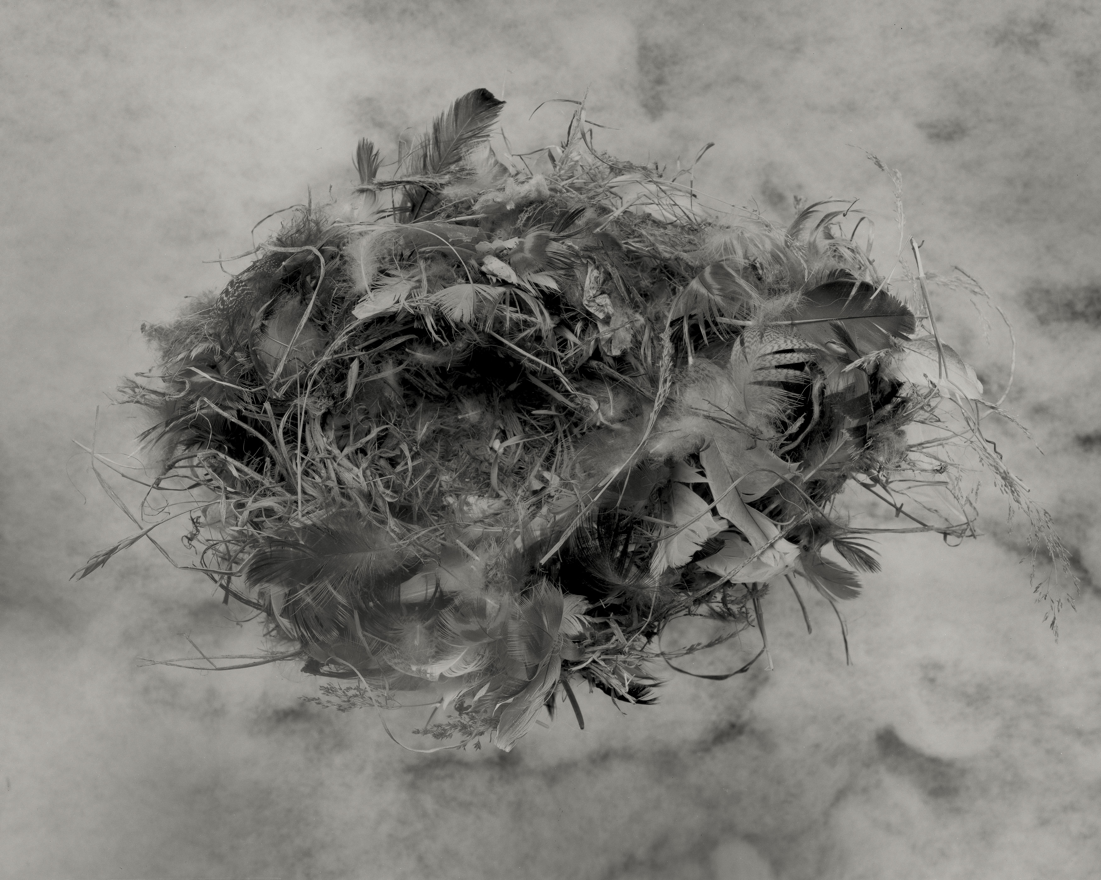 House Sparrow....middle only