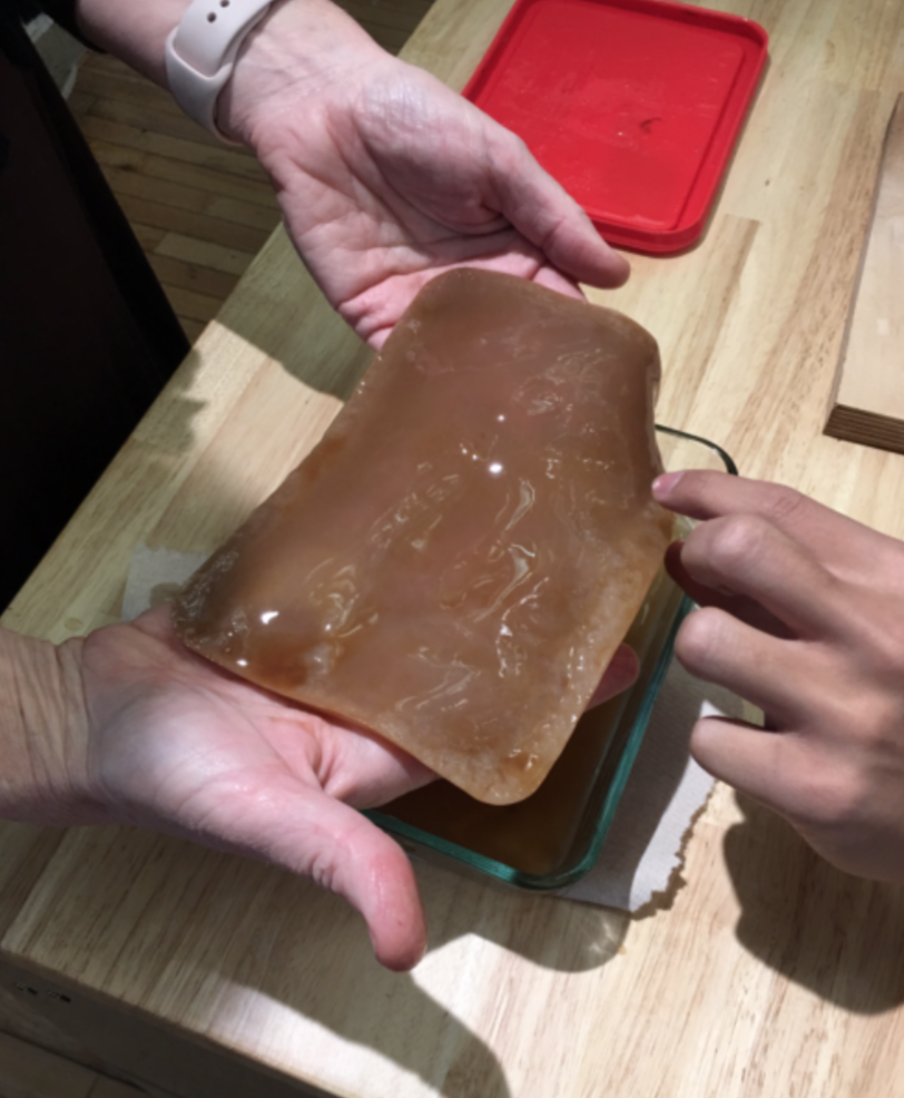Kombucha Mother Scoby