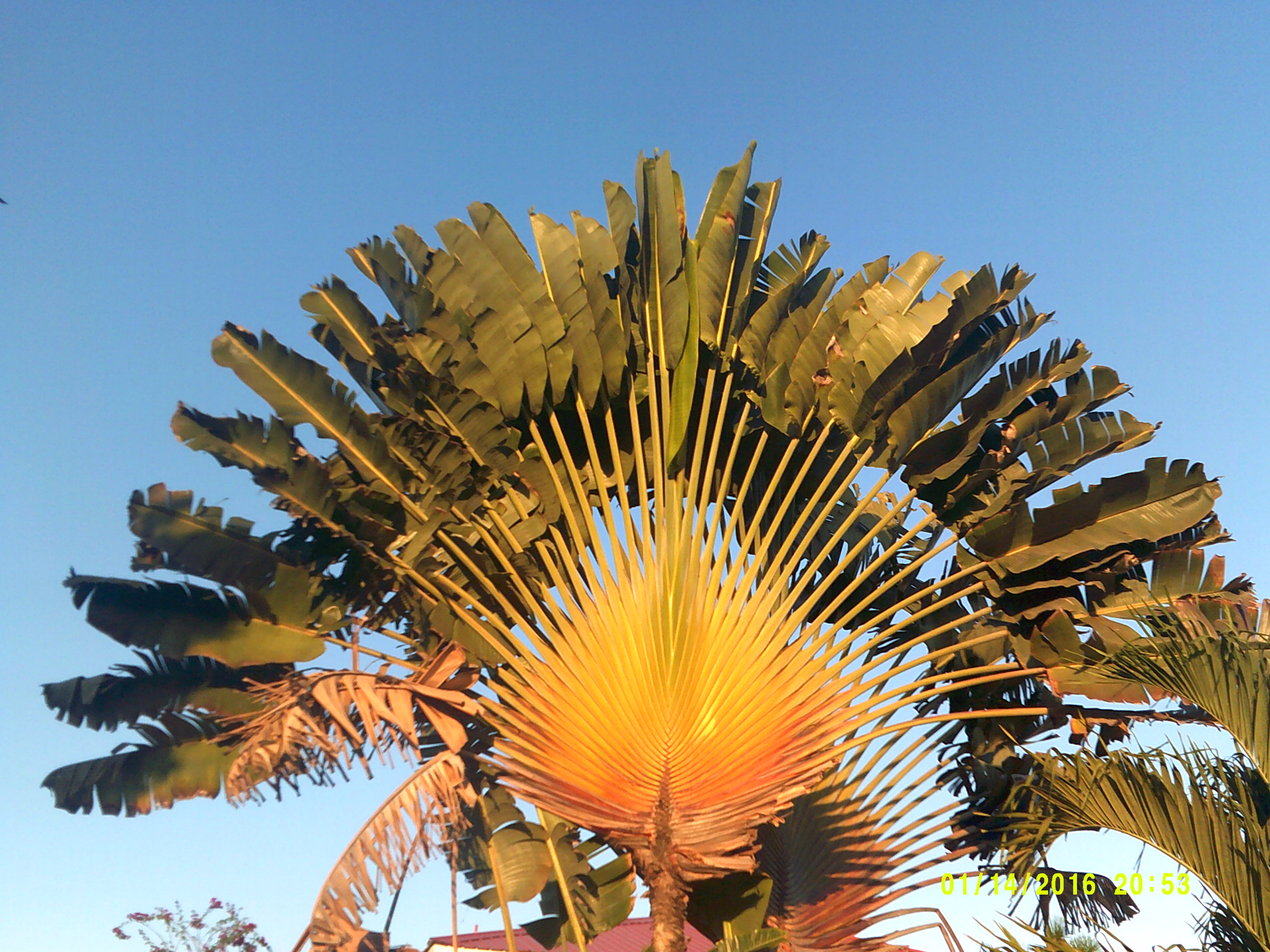 Ringo Starr's Island