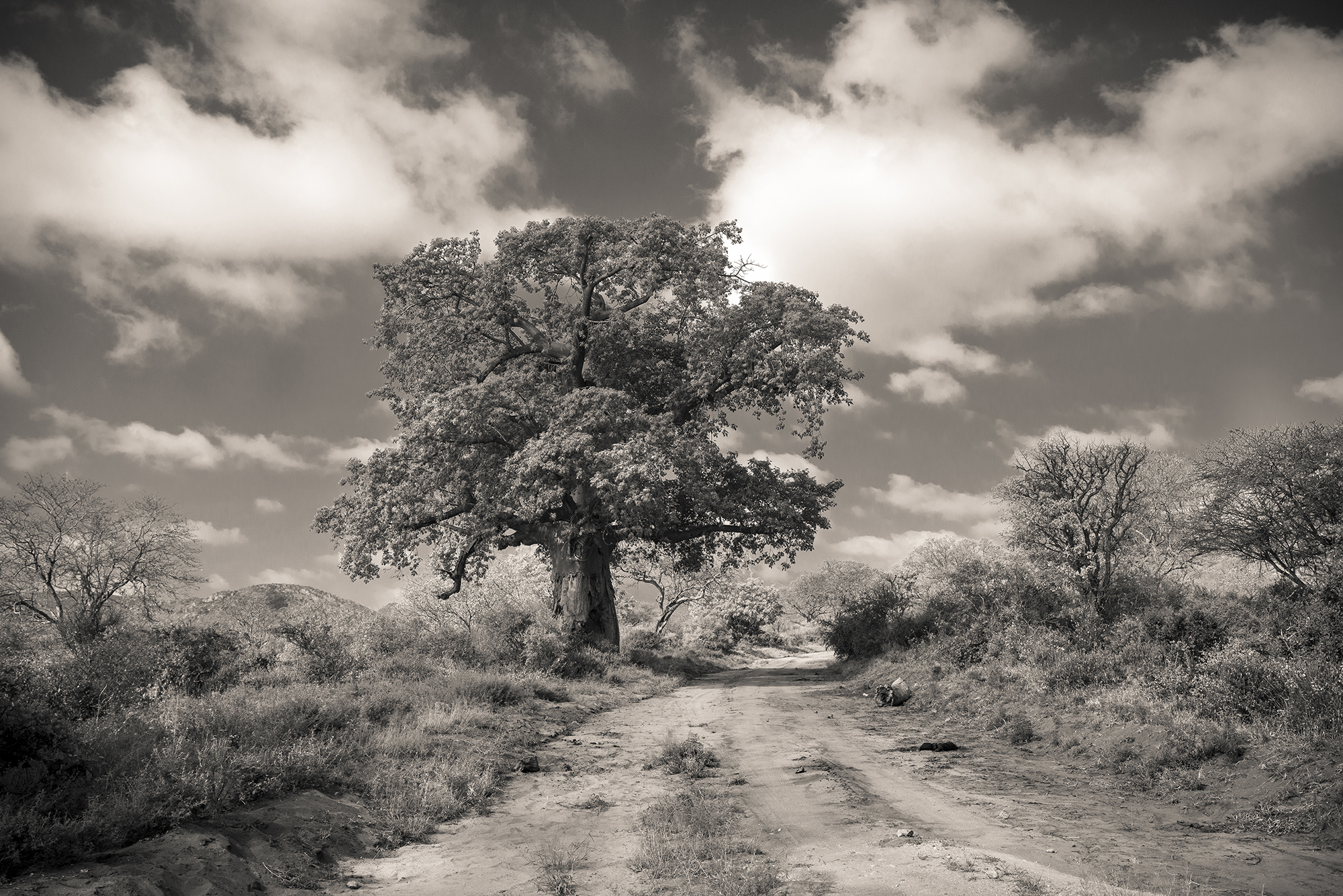 Baob tree, Tsavo West, Kenya