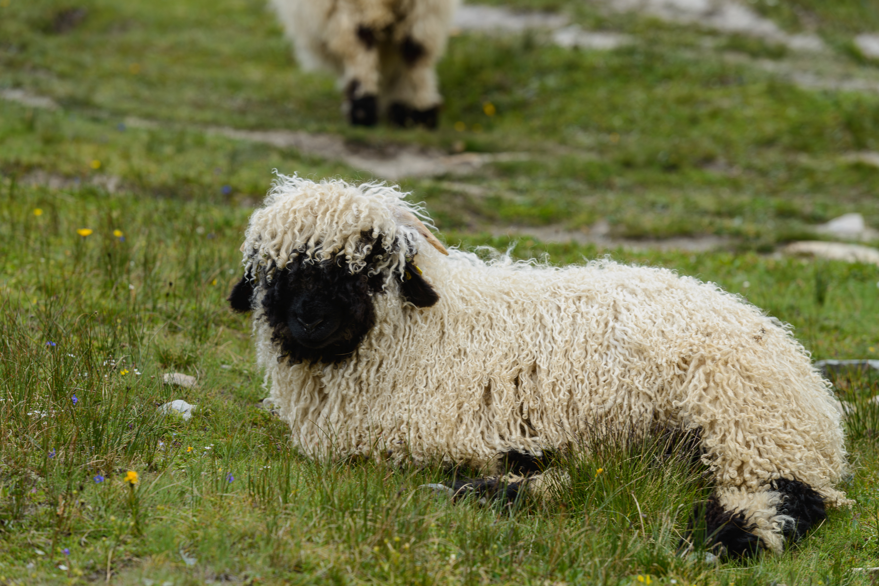 Les moutons à nez noir du Valais prés du Gornergrat en été.