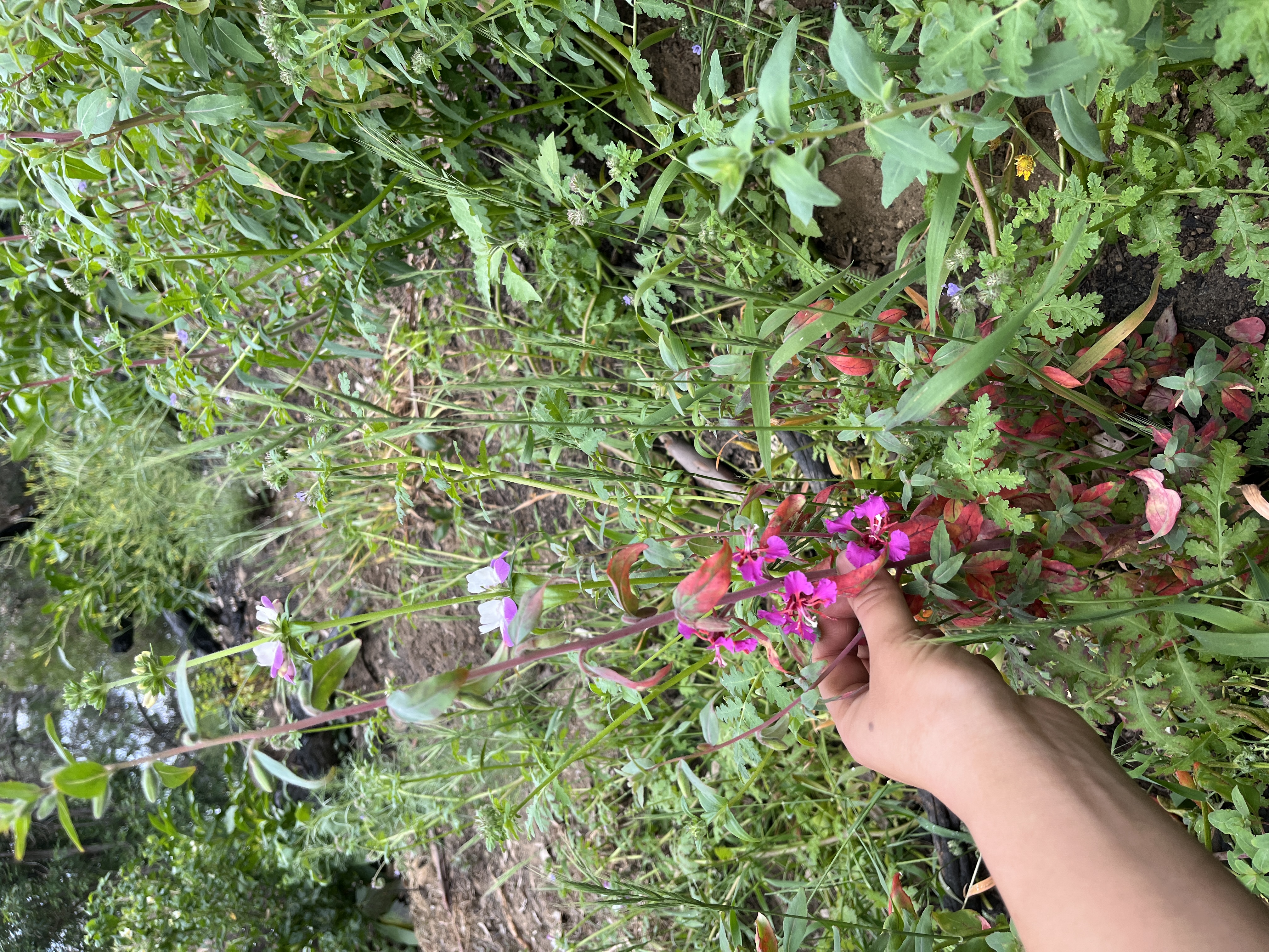 First of the Clarkia