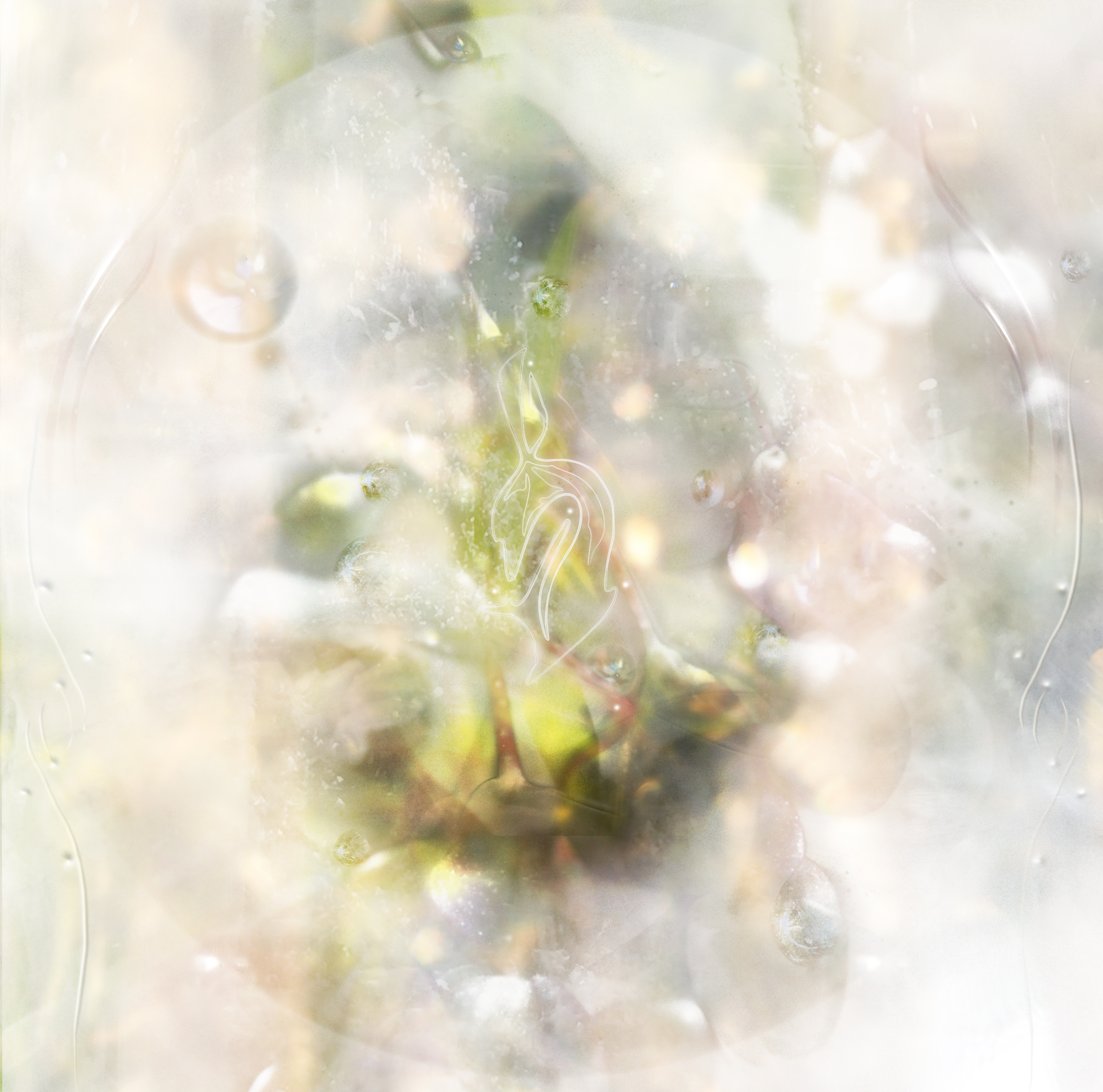 EP cygnus moriens - Lisheva