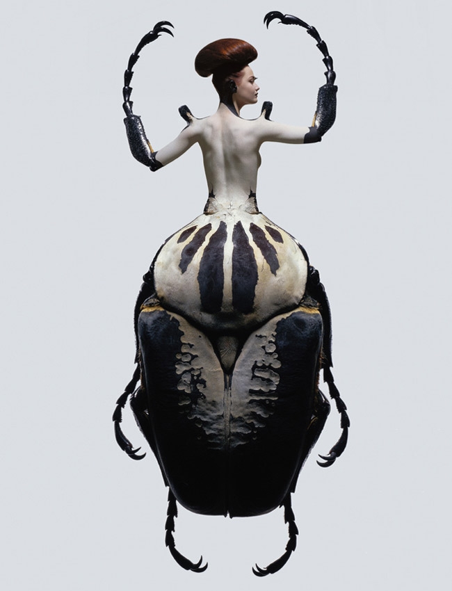 Insectes - Laurent Seroussi