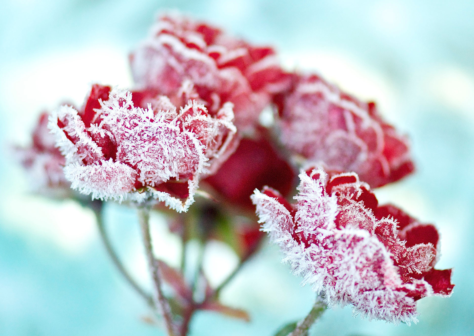 Nr. 234 Kristallrosen