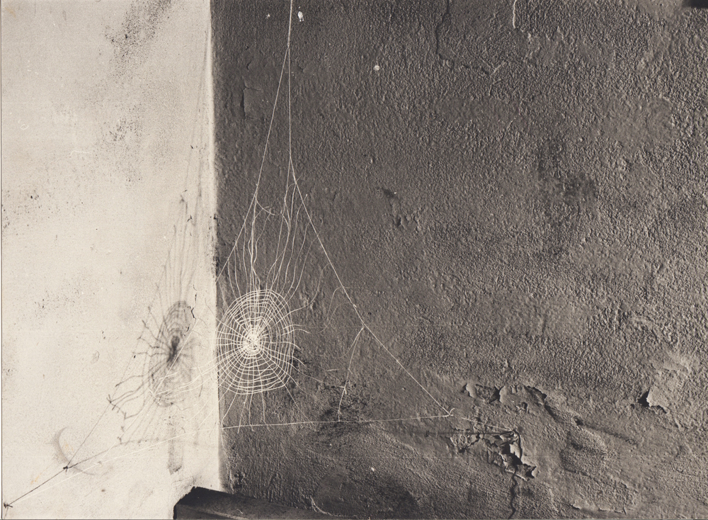 RAGNATELA / LA MADRE