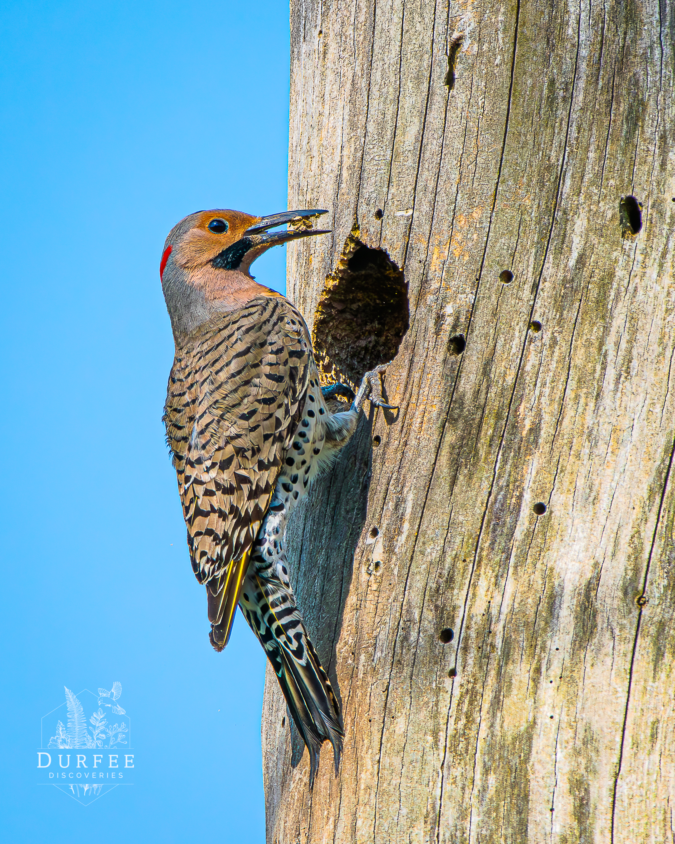 Northern Flicker - Farmington Hills, MI
