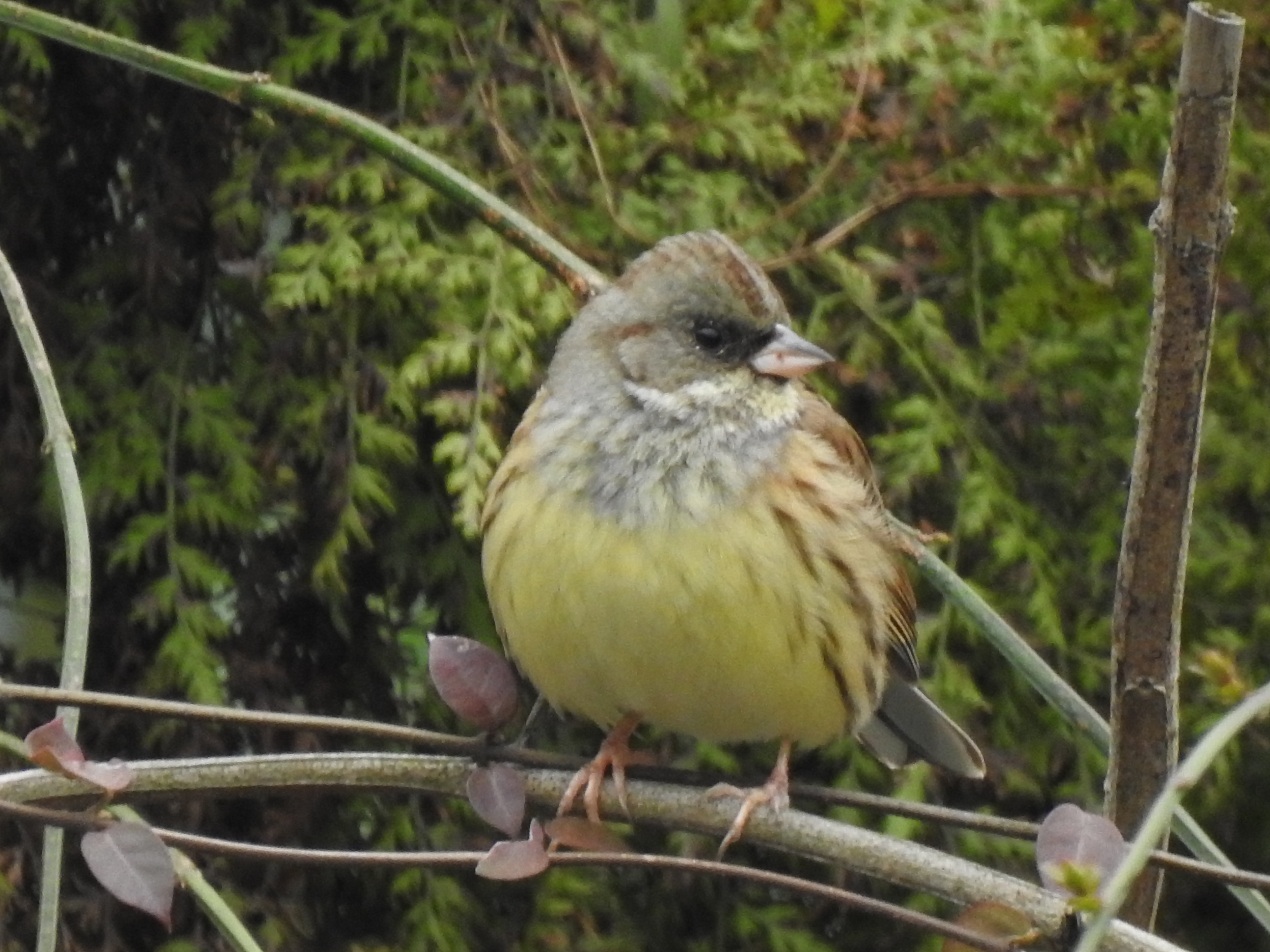 灰头鹀 Black-faced Bunting 
