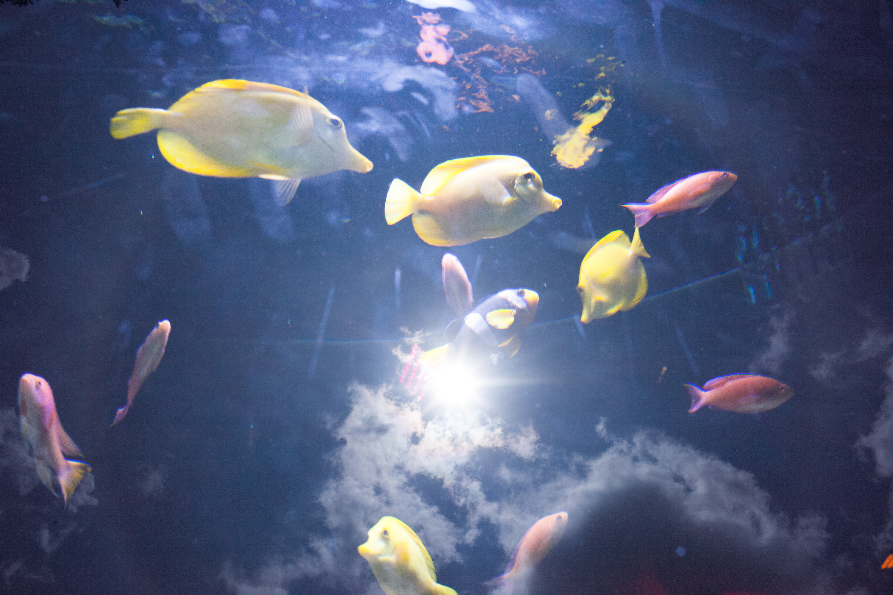 dream aquarium full 2014
