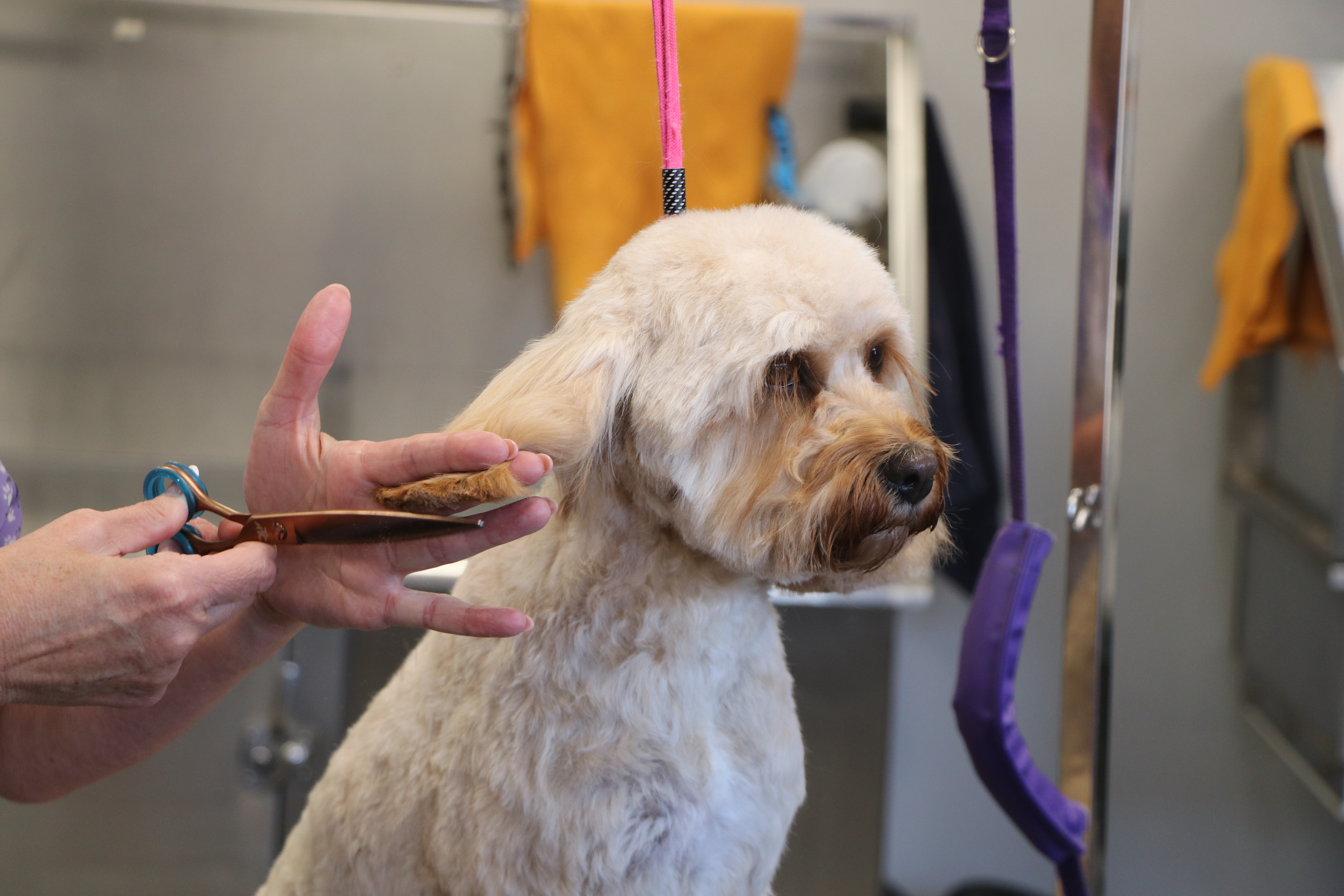 A cream Cockerpoo sits while having it's ear hair trimmed with scissors
