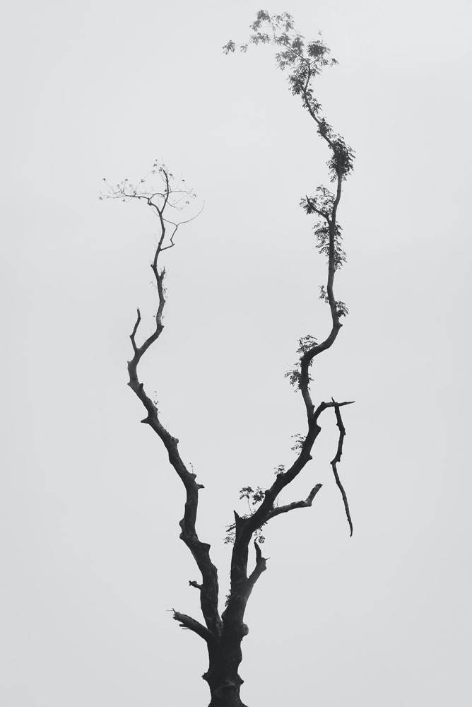 original image by Mila Tovar