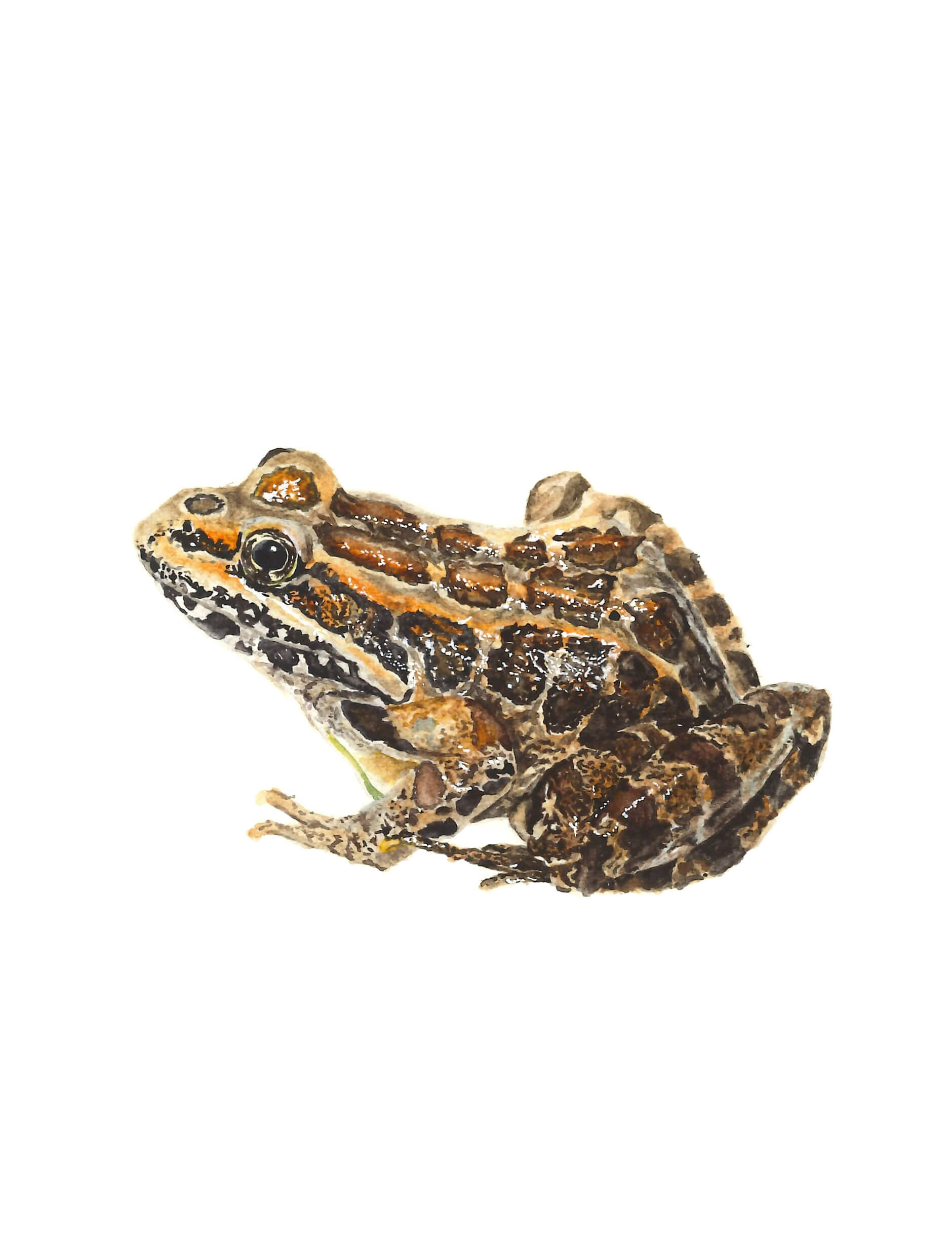Pickerel Frog