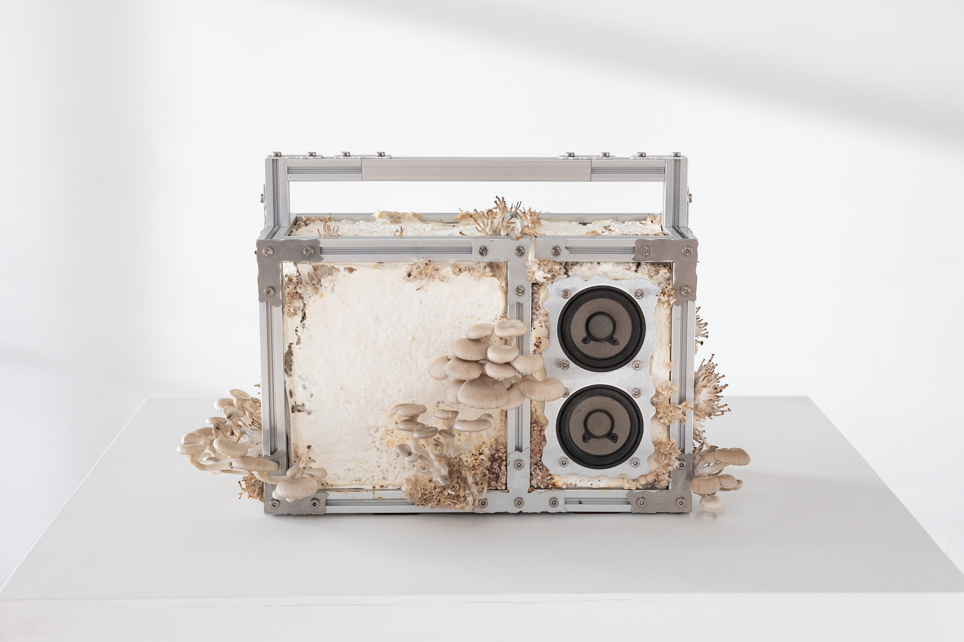 Boombox  2022 sculpture mycelium