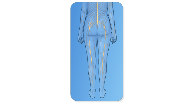 Nerve supply to legs