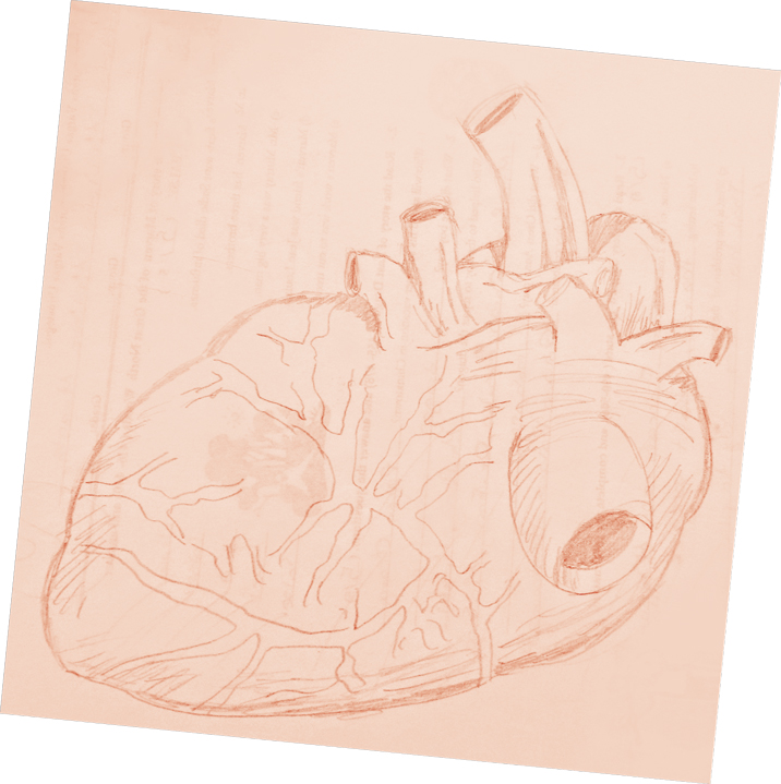Human Heart's Pencil Drawing © Miranda Martinez M. All rights reserved