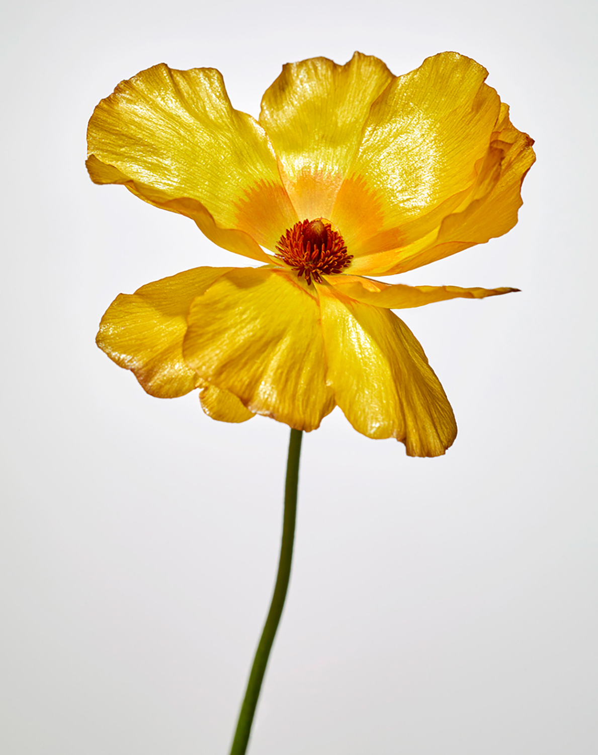 KMA photographer Isabelle Bonjean shoots bright photograph of a yellow flower with a green stem on a white background