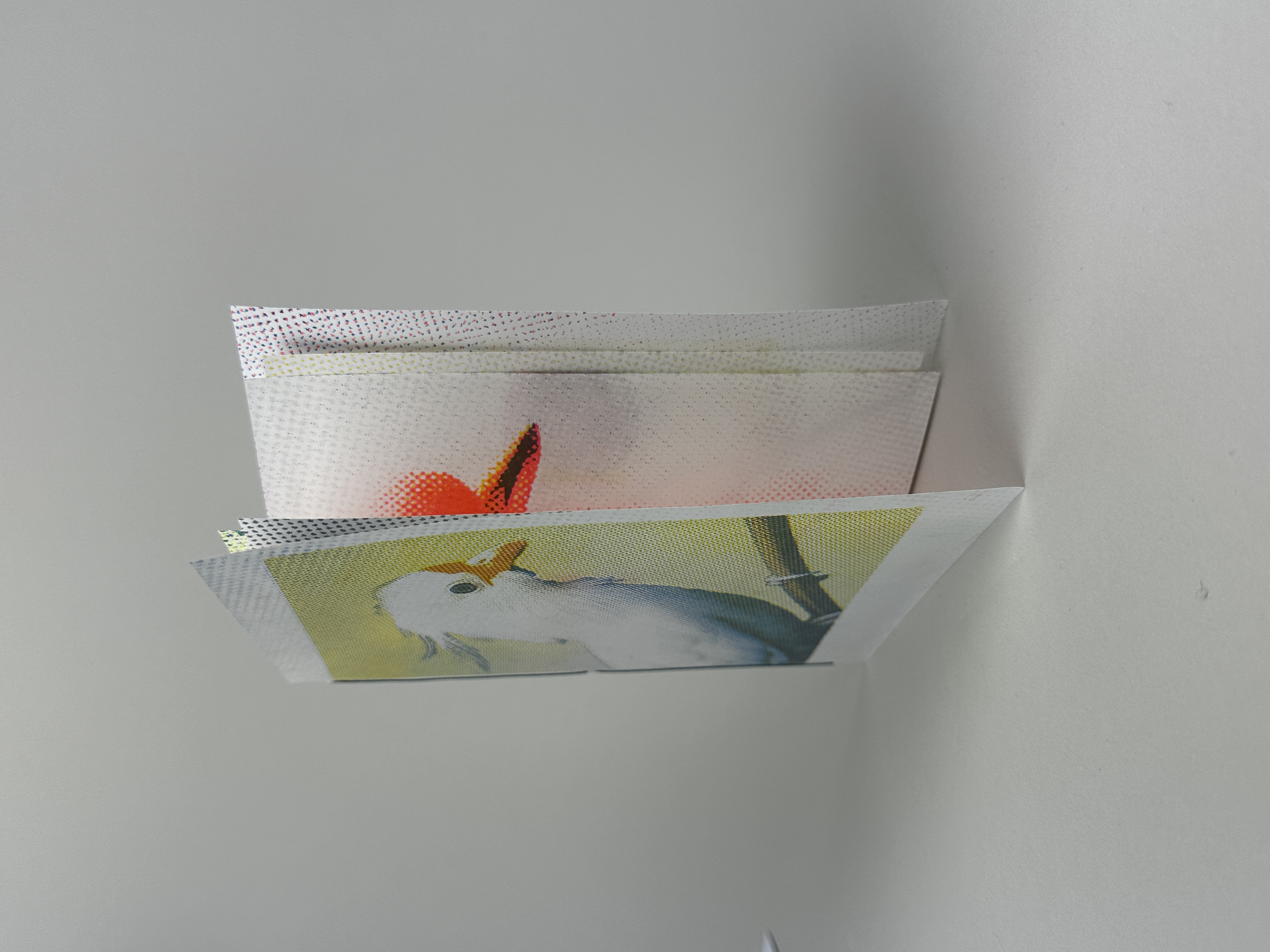 Birds Marcin Noviki Book designed by Tricia Treacy