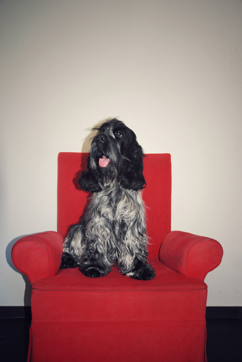 Mein Cocker Spaniel Onyx, fühlt sich königlich auf seinem Thron.