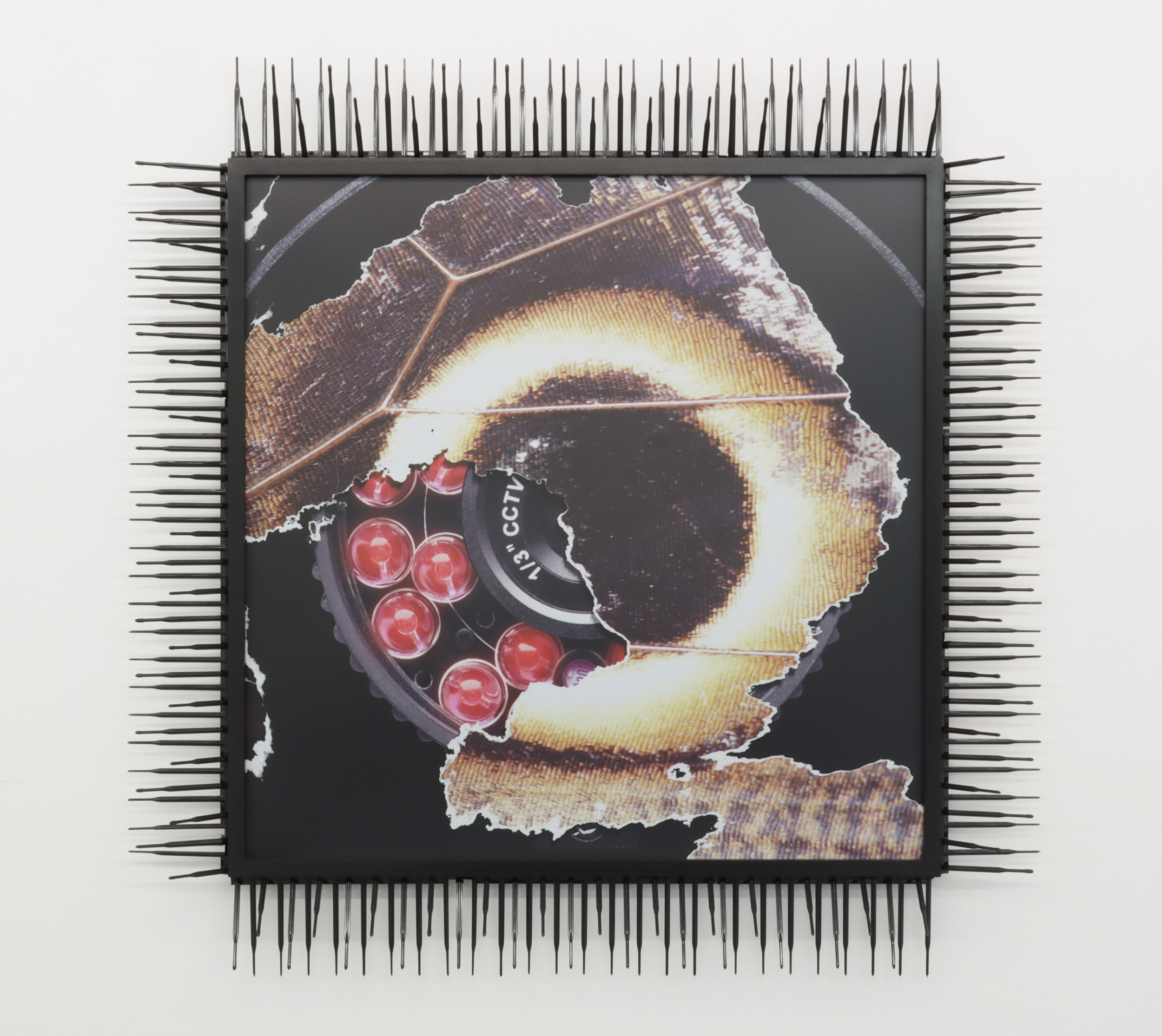 The captive eye (cctv/ocellus), 2023, thermoplastic bird deterrents, laminated inkjet print on vinyl, custom frame, 41 x 41 x 5 in. (104 x 104 x 11 cm)