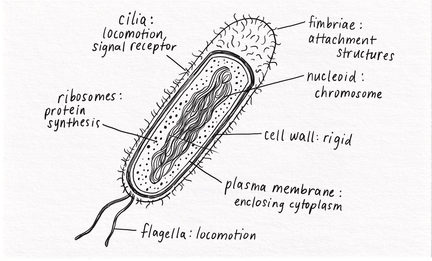 Cell Biology ︎︎︎