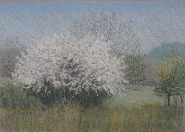 P1.81 - Plumsock spring