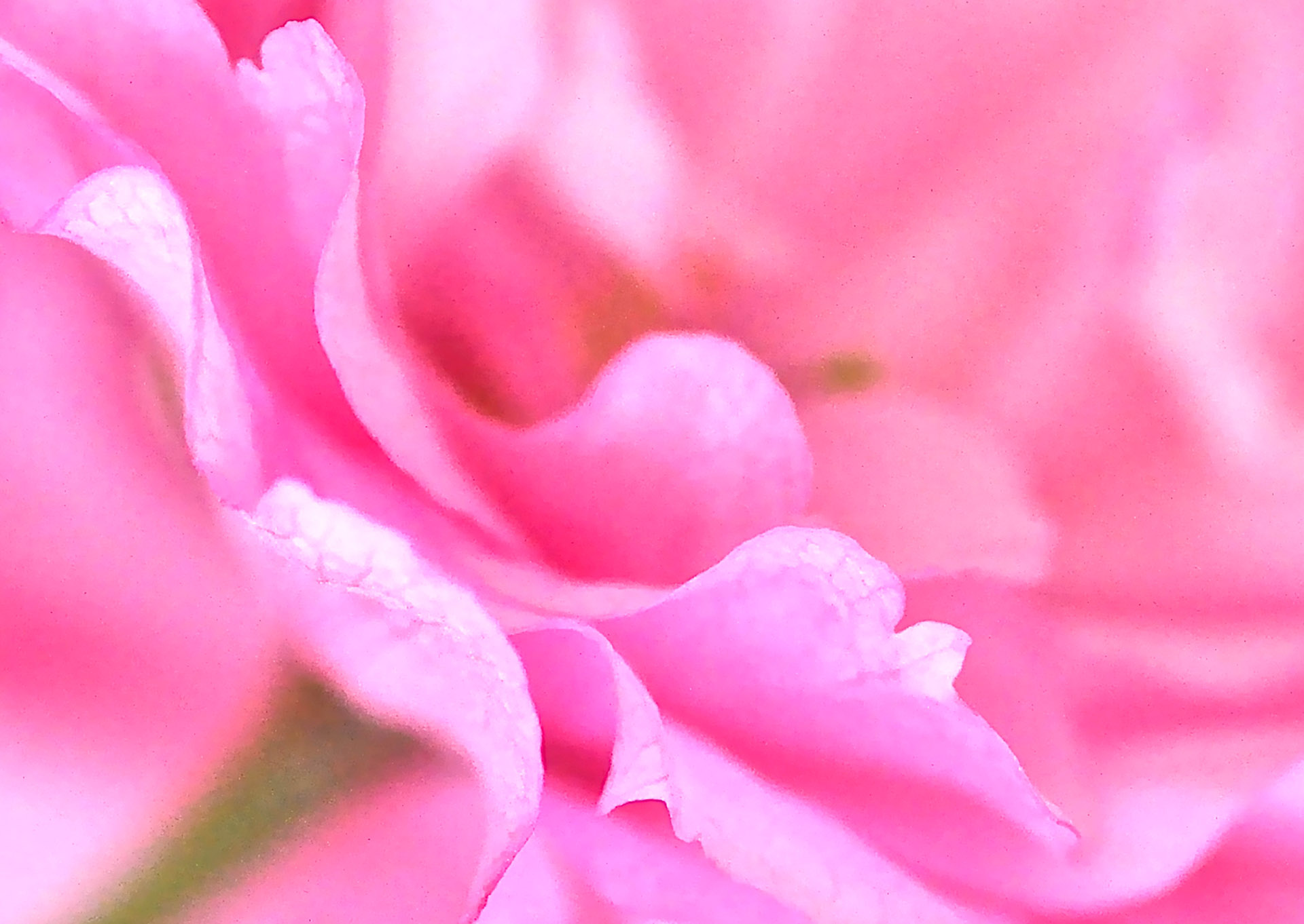 Nr. 277 Prunus serrulata / Japan. Blütenkirsche