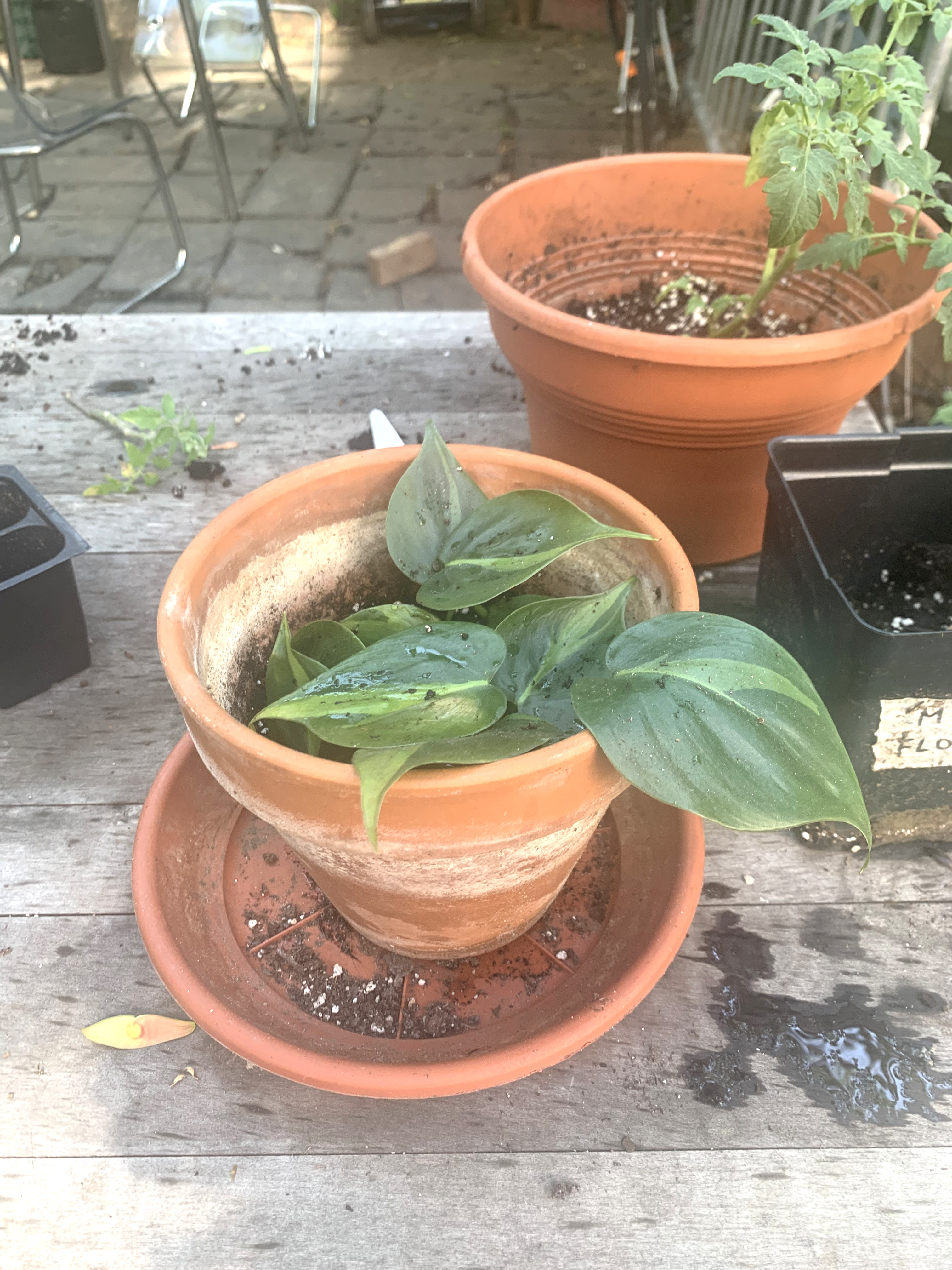Propagating the pothos plant.