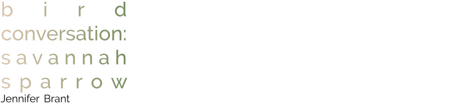 bird conversation: savannah sparrow, Jennifer Brant